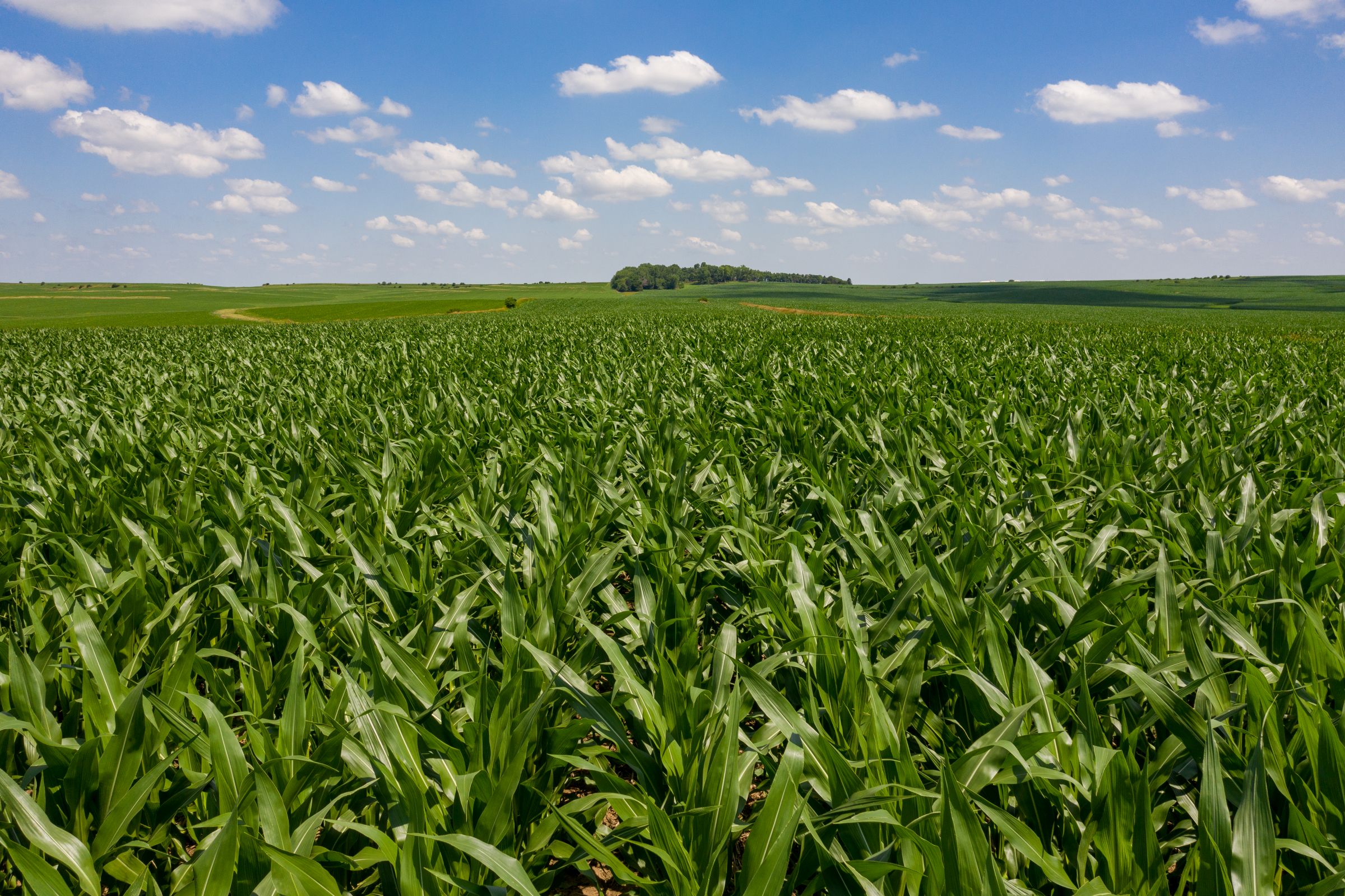 Garst Farms Auction