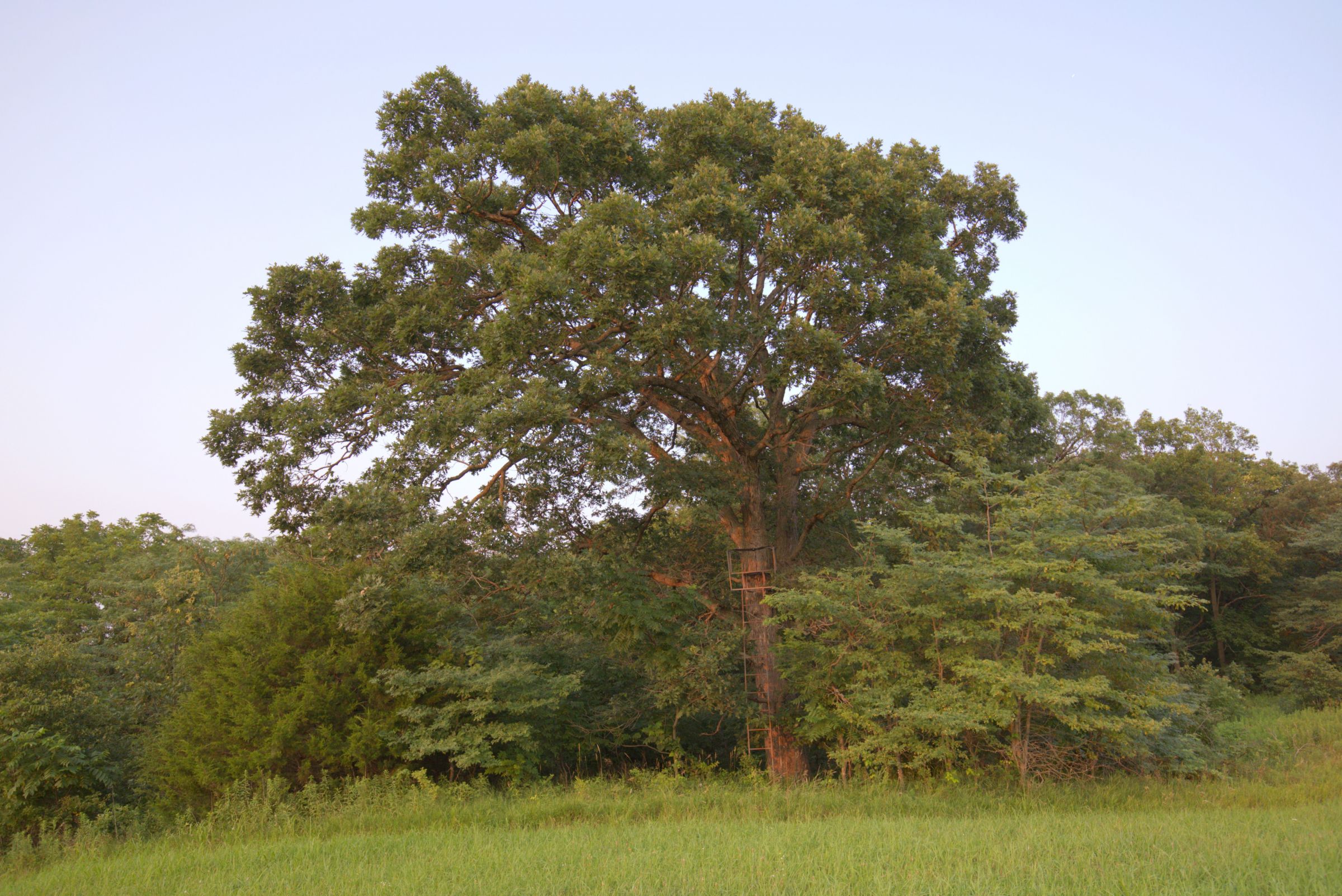 land-lee-county-iowa-340-acres-listing-number-15649-5-2021-07-21-185151.jpg