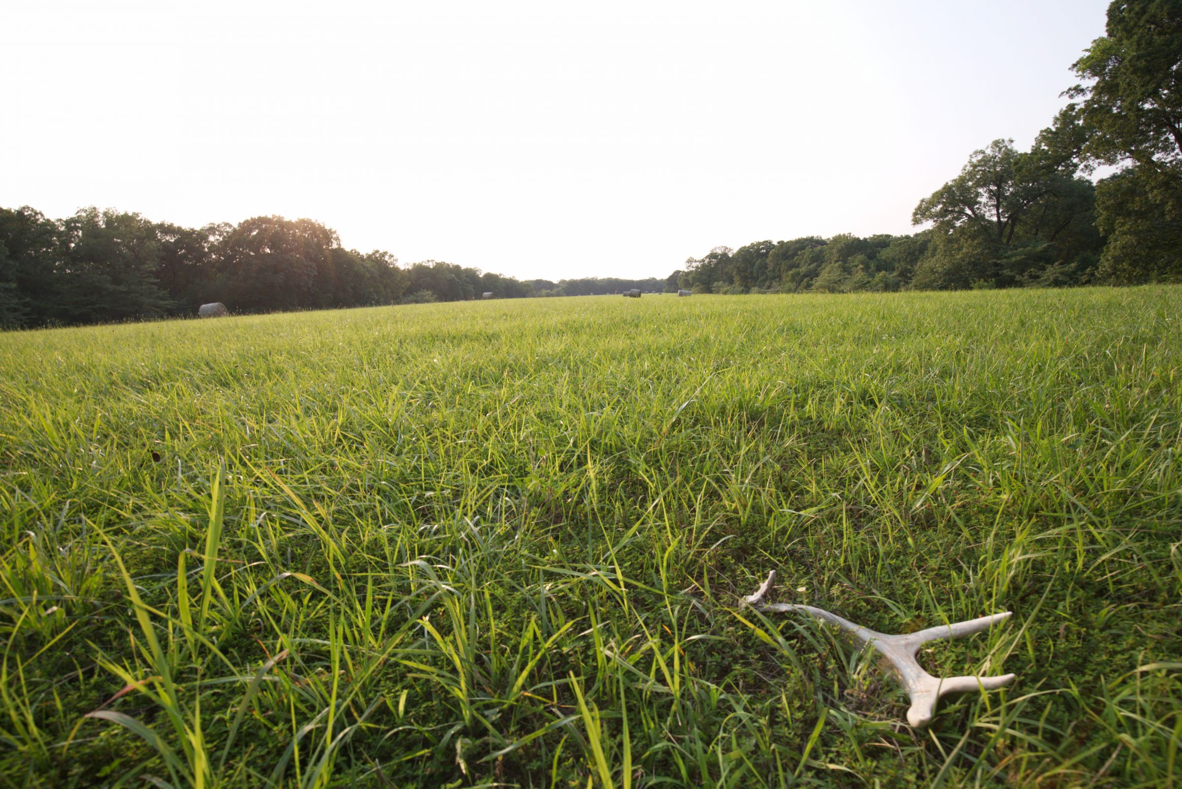 land-lee-county-iowa-340-acres-listing-number-15649-6-2021-07-21-184945.jpg