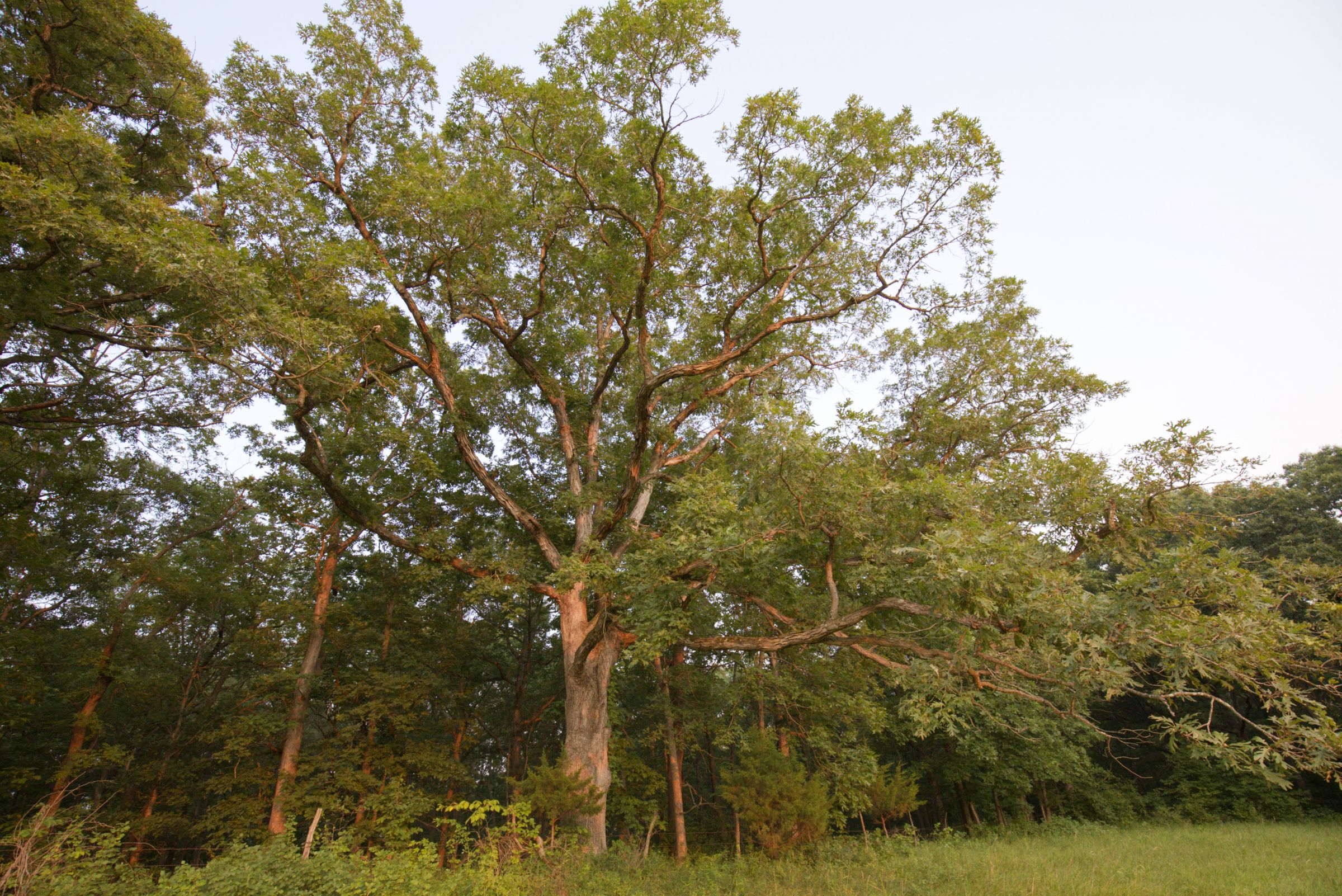 land-lee-county-iowa-340-acres-listing-number-15649-9-2021-07-21-185924.jpg