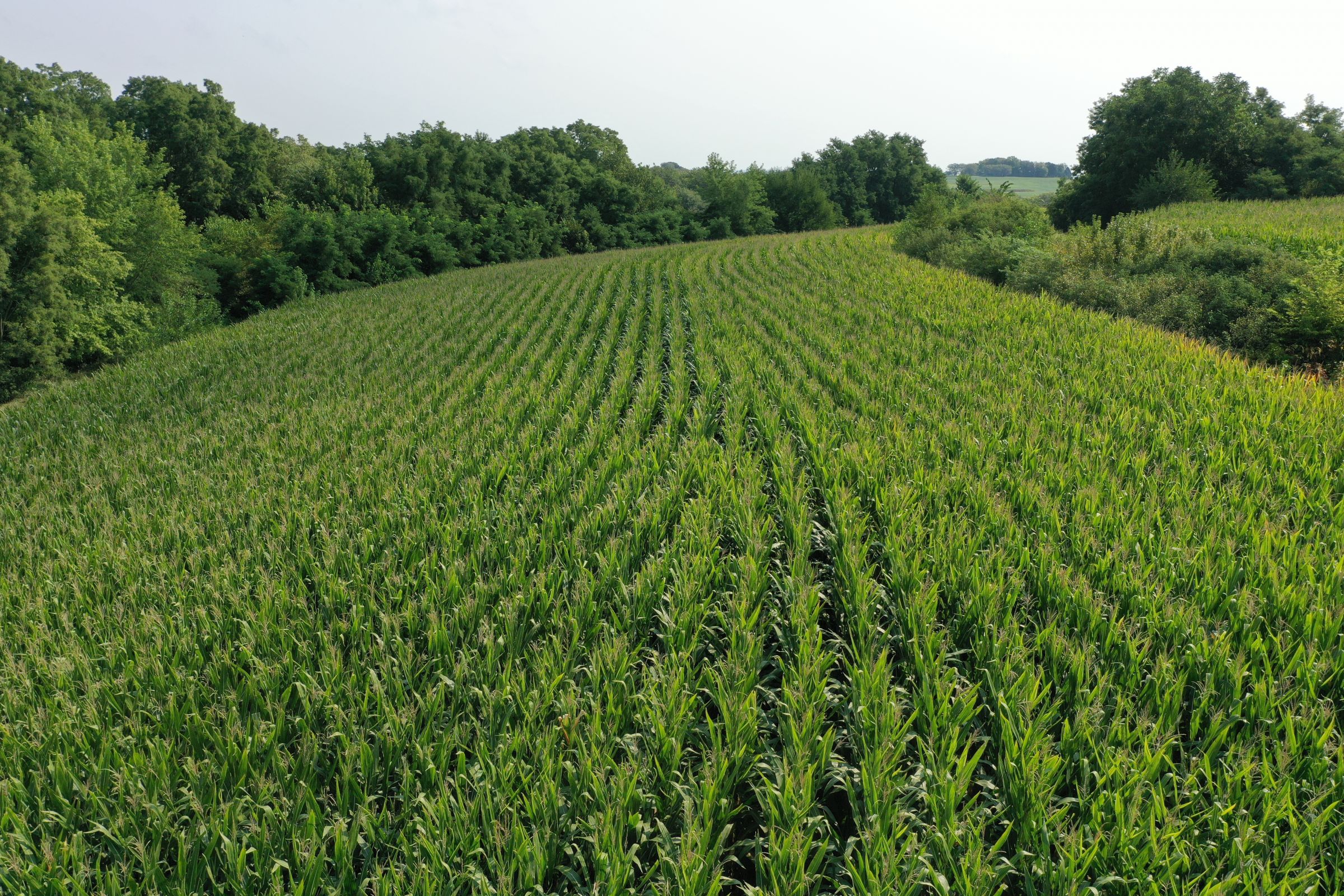 Fremont County Iowa Farmland For Sale Auction