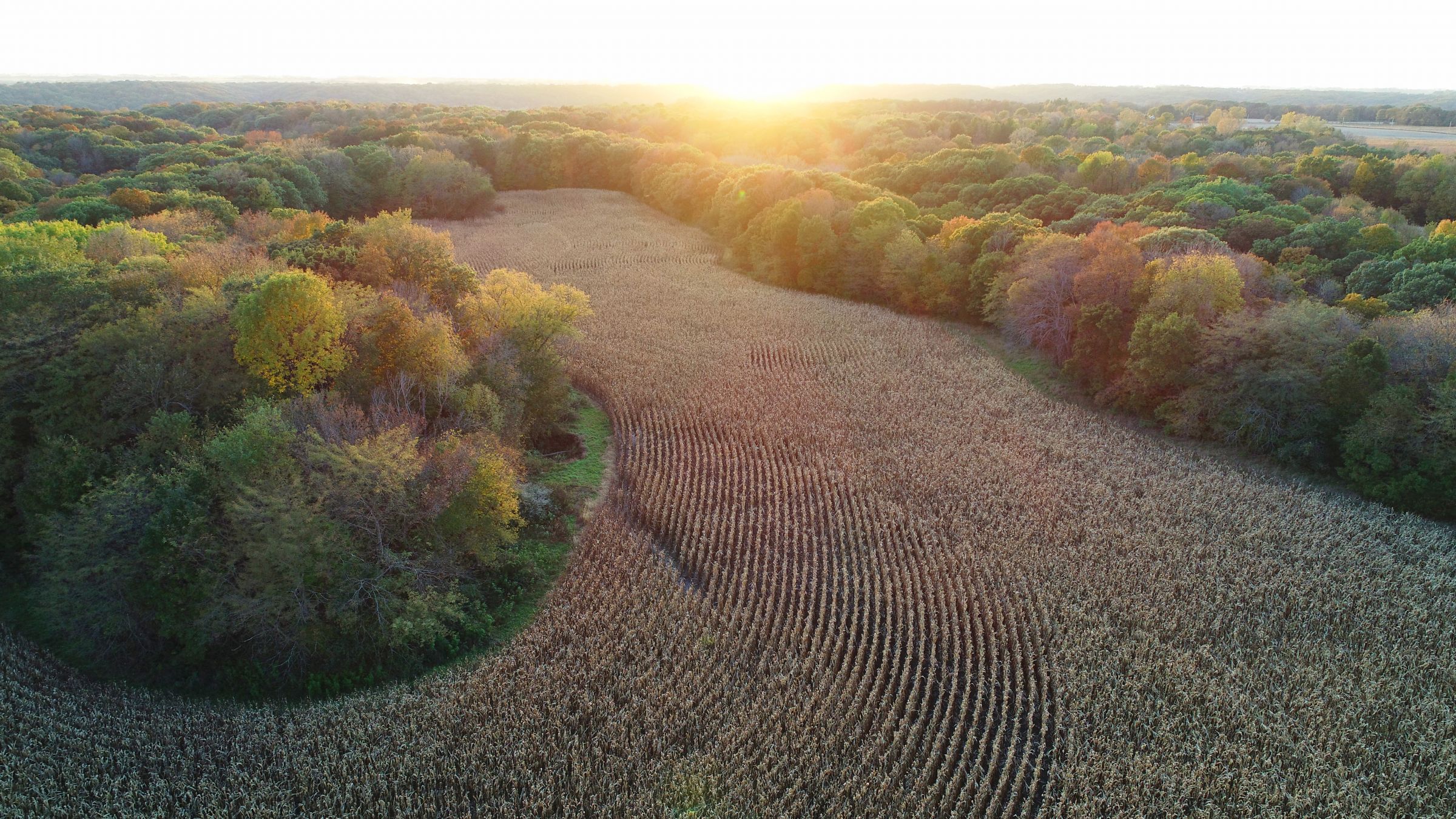 auctions-land-boone-county-iowa-147-acres-listing-number-15687-0-2021-08-16-171303.jpg