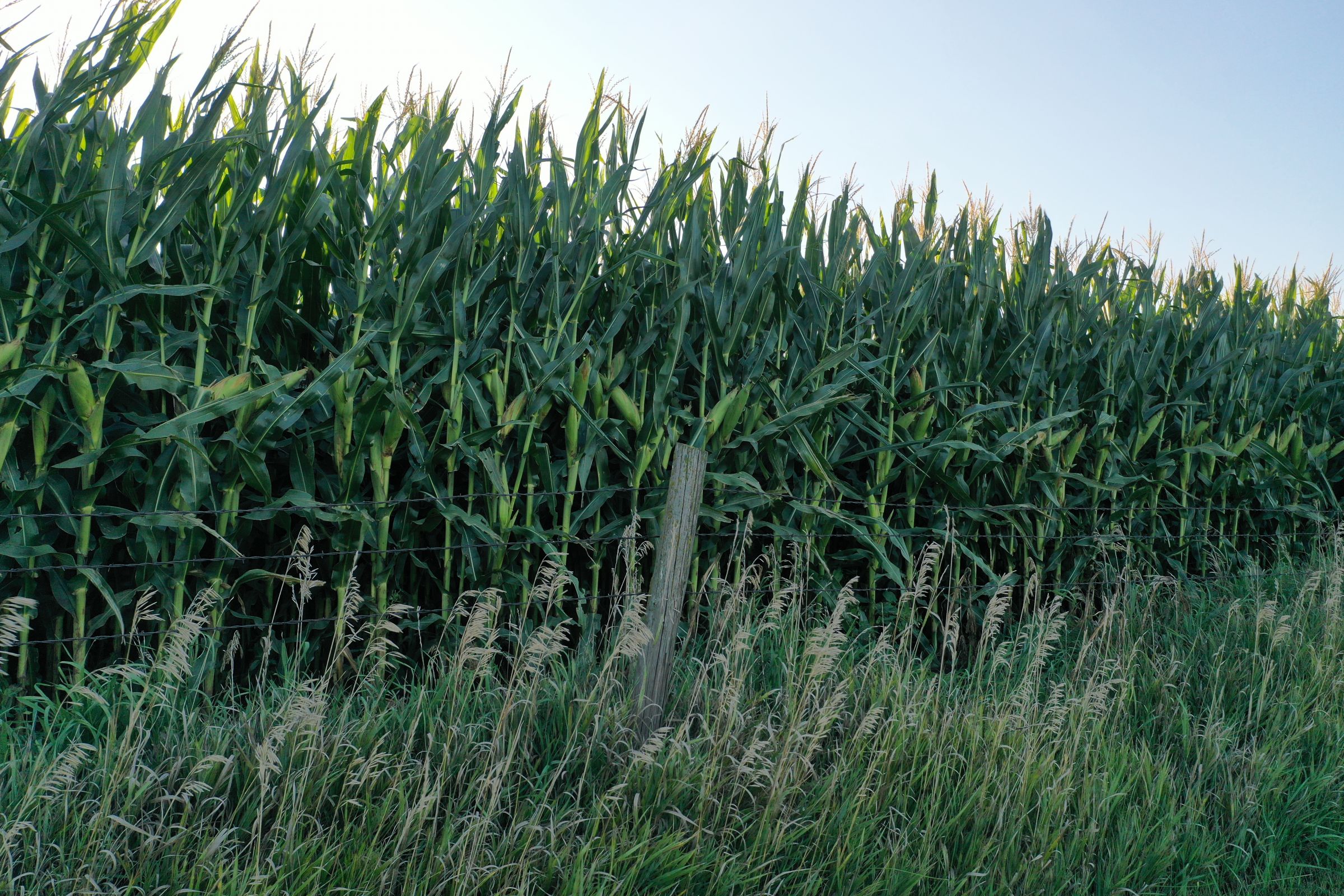 Shelby County Iowa Farmland For Sale