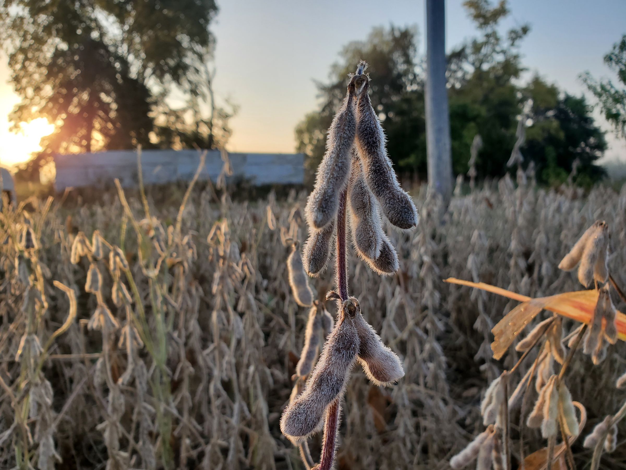 Greene County Iowa Farmland For Sale