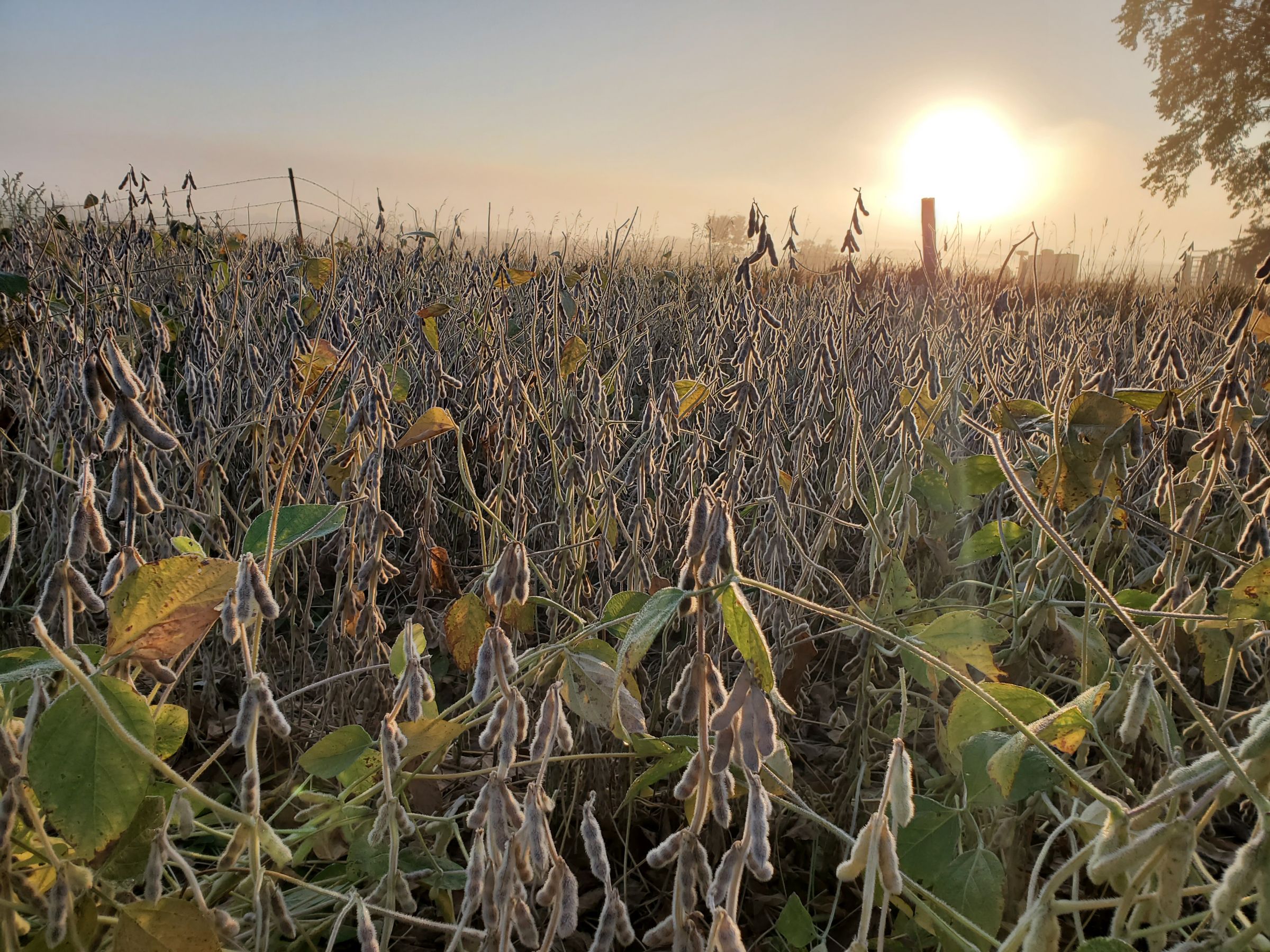 Greene County Iowa Farmland For Sale