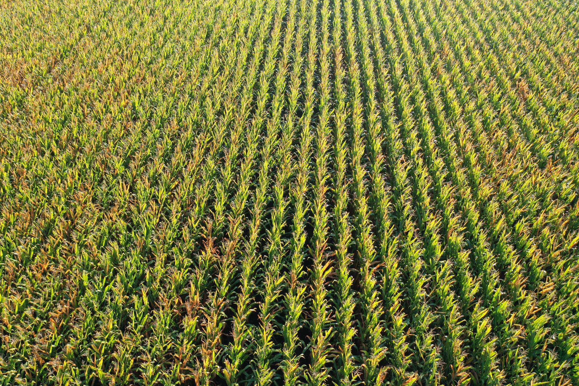 Greene County Iowa Farmland For Sale