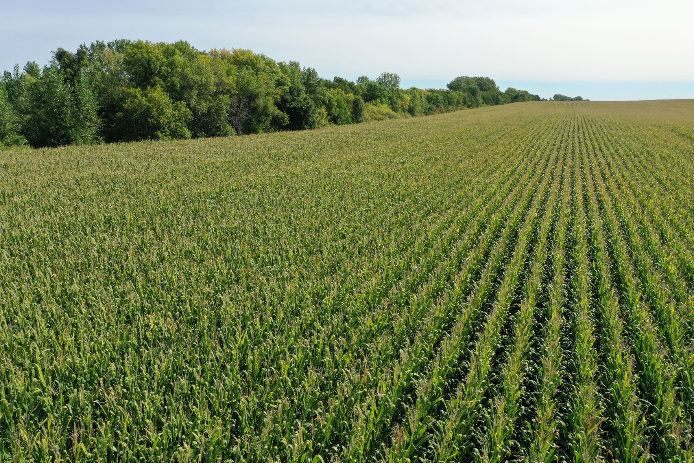 Guthrie County Iowa Farmland for Sale