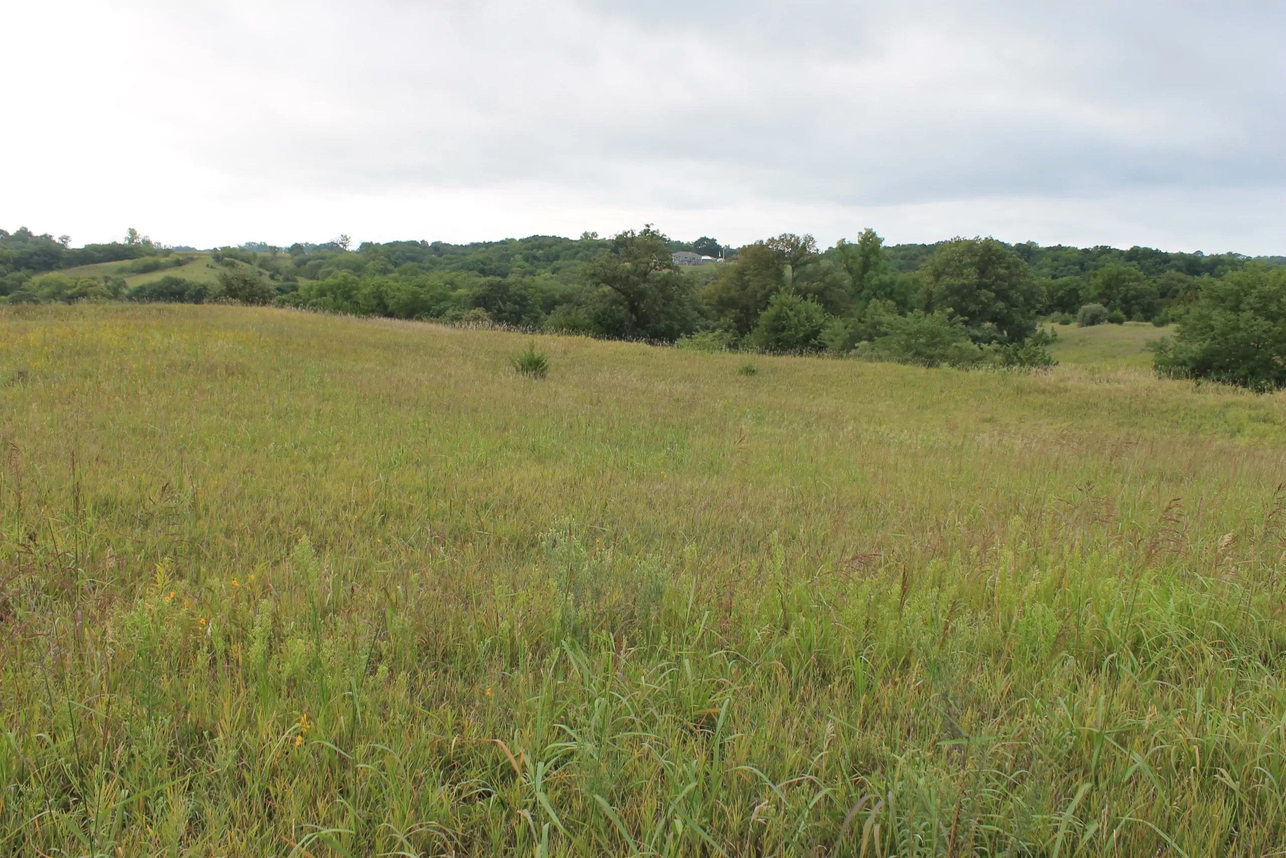 land-atchison-county-missouri-130-acres-listing-number-15796-IMG_5015-1.webp