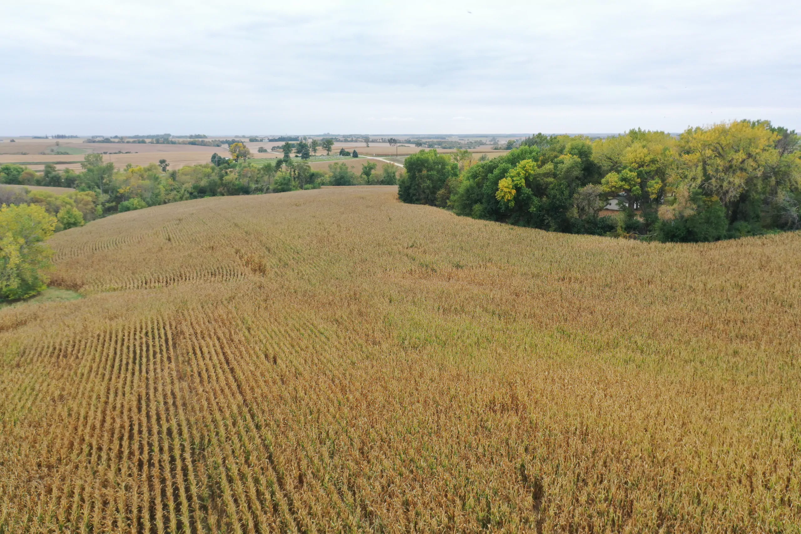 auctions-land-grundy-county-iowa-71-acres-listing-number-15798-DJI_0546-3.webp