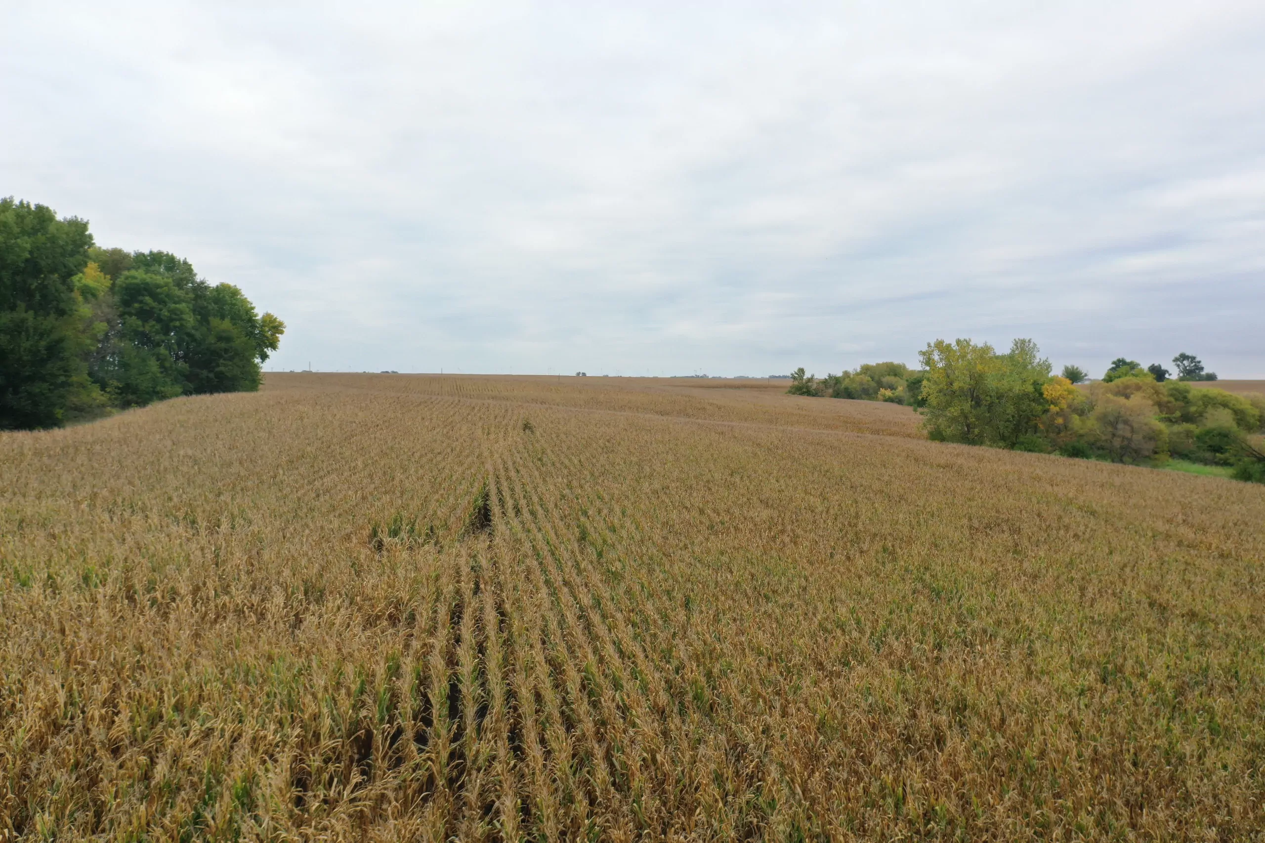 auctions-land-grundy-county-iowa-71-acres-listing-number-15798-DJI_0554-3.webp