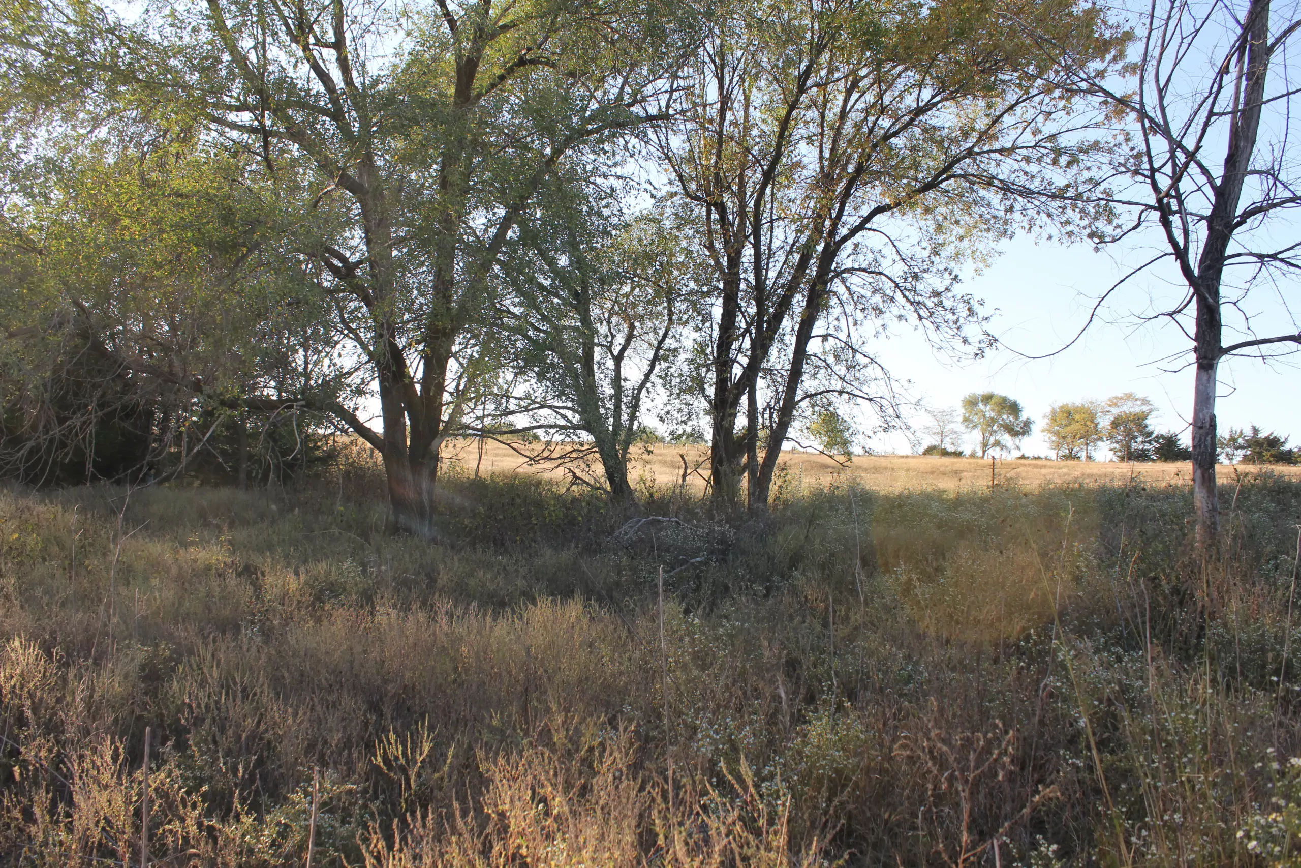 residential-land-pawnee-county-nebraska-20-acres-listing-number-15803-IMG_2166-8.webp