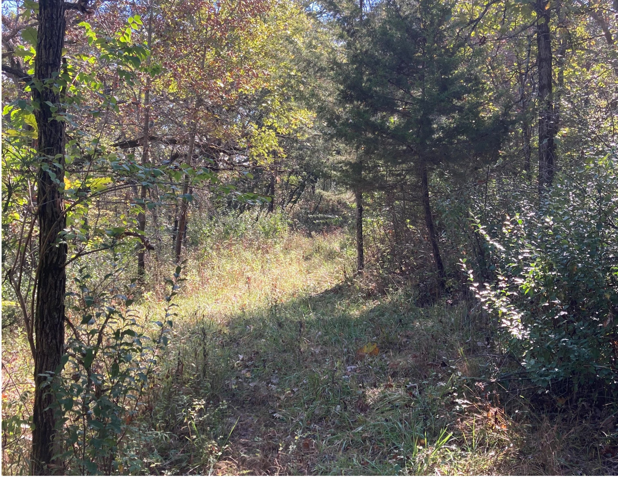 residential-land-madison-county-iowa-13-acres-listing-number-15818-Trail 1-0.jpg