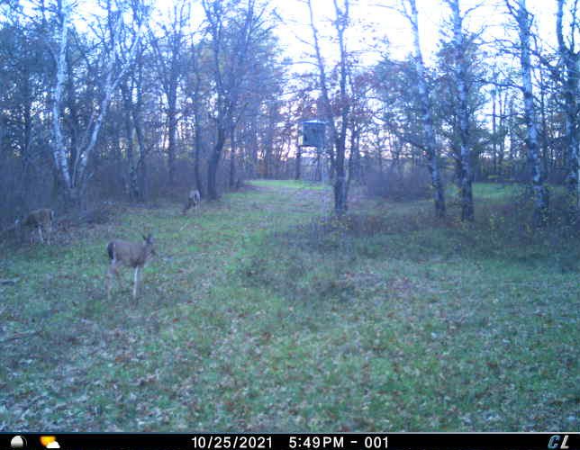 auctions-land-wadena-county-minnesota-318-acres-listing-number-15972-trail cam shooting lane-1.jpg