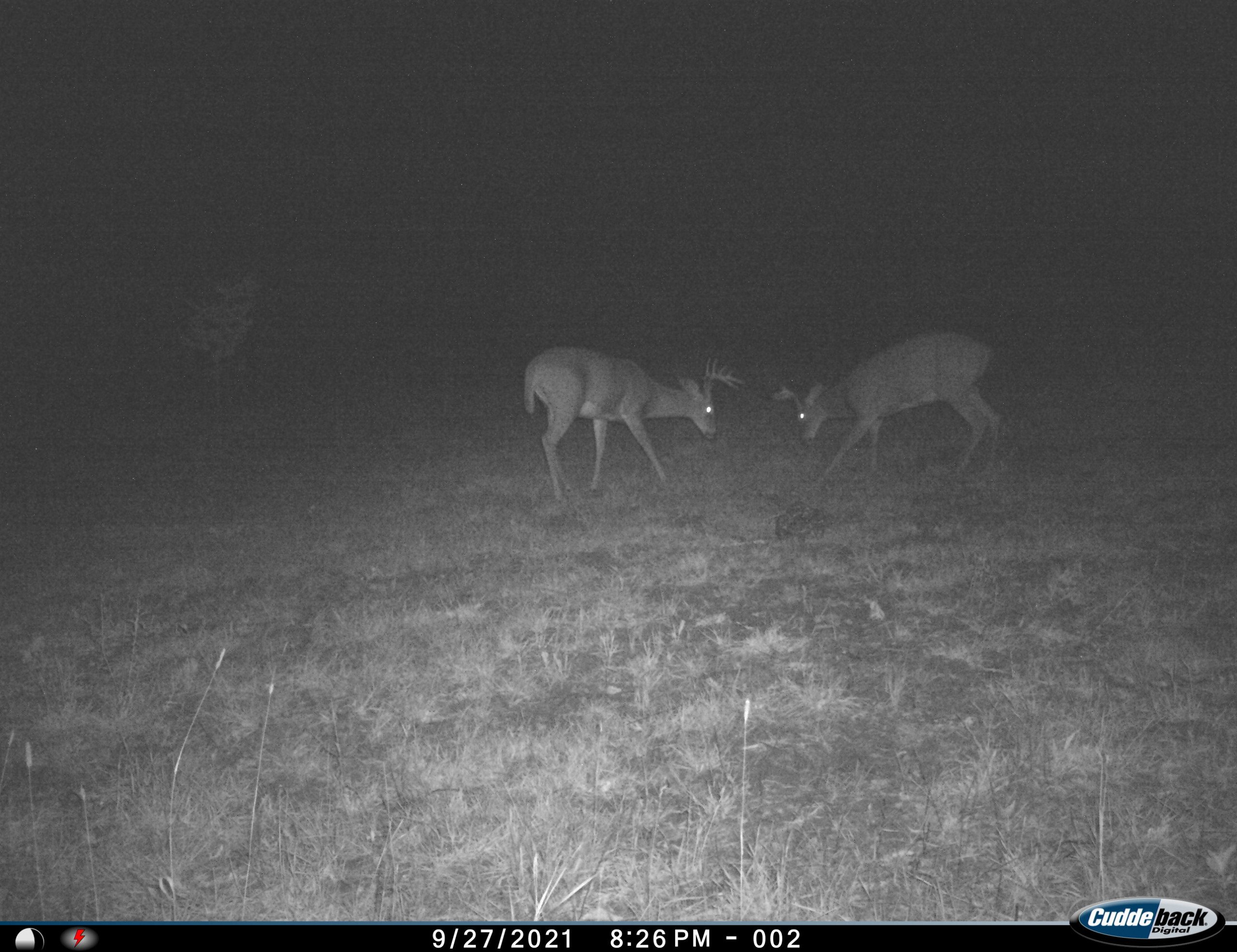 auctions-land-wadena-county-minnesota-318-acres-listing-number-15972-trail camera buck fighting-7.jpg