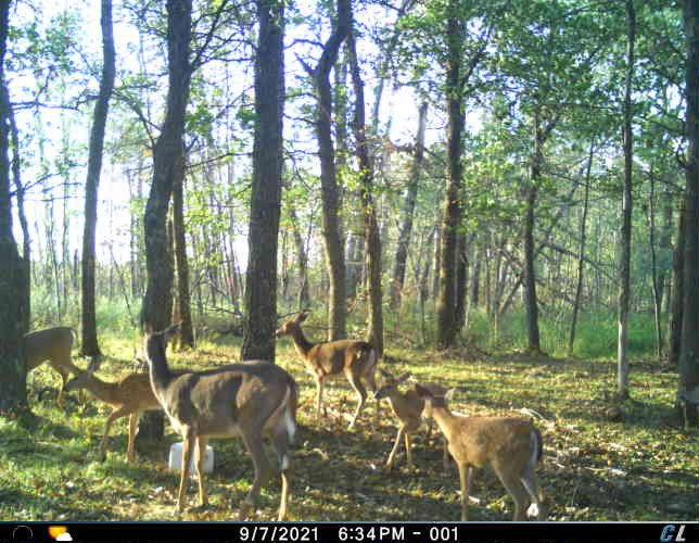 auctions-land-wadena-county-minnesota-318-acres-listing-number-15972-trail camera multiple deer-4.jpg