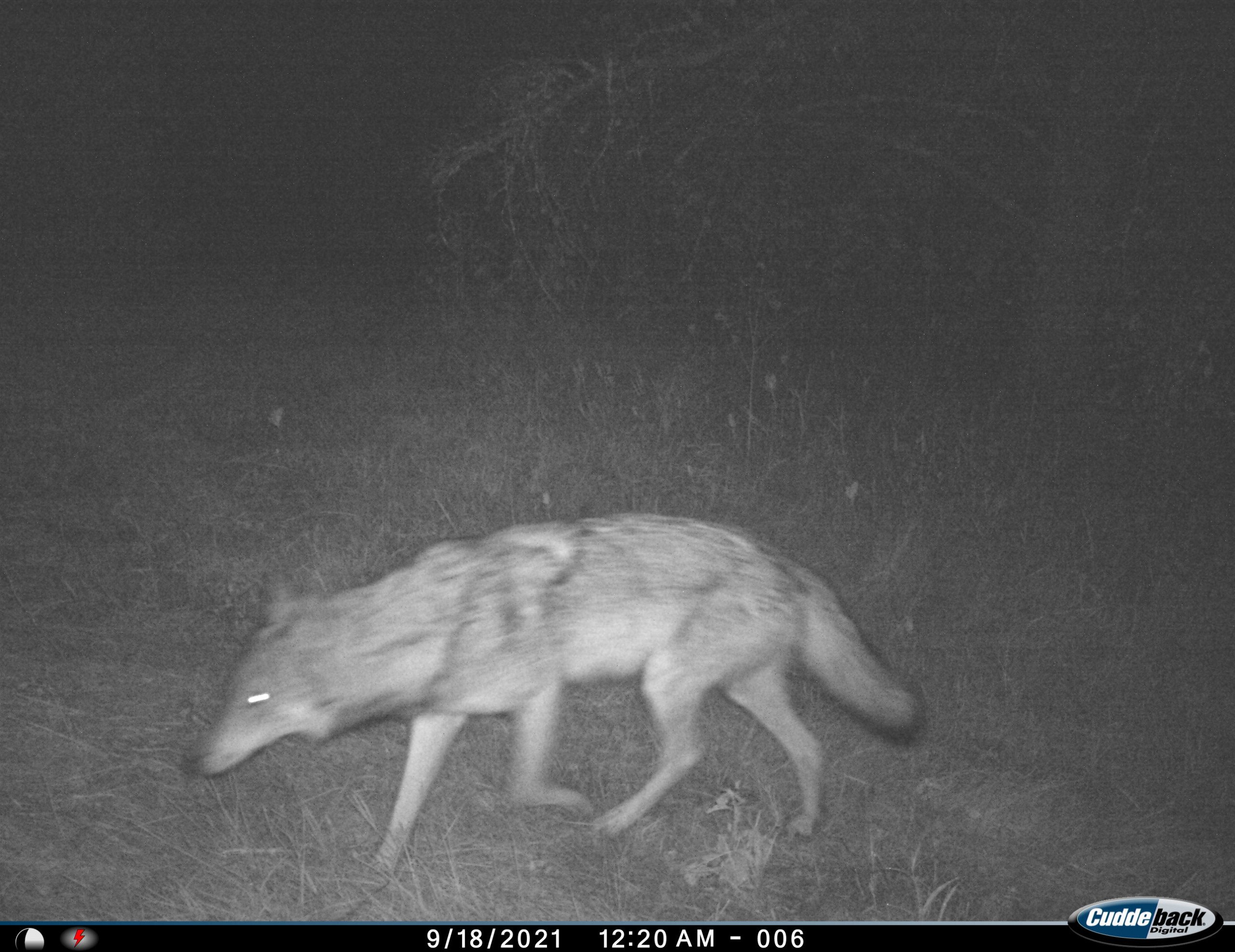  Tail Camera Coyote