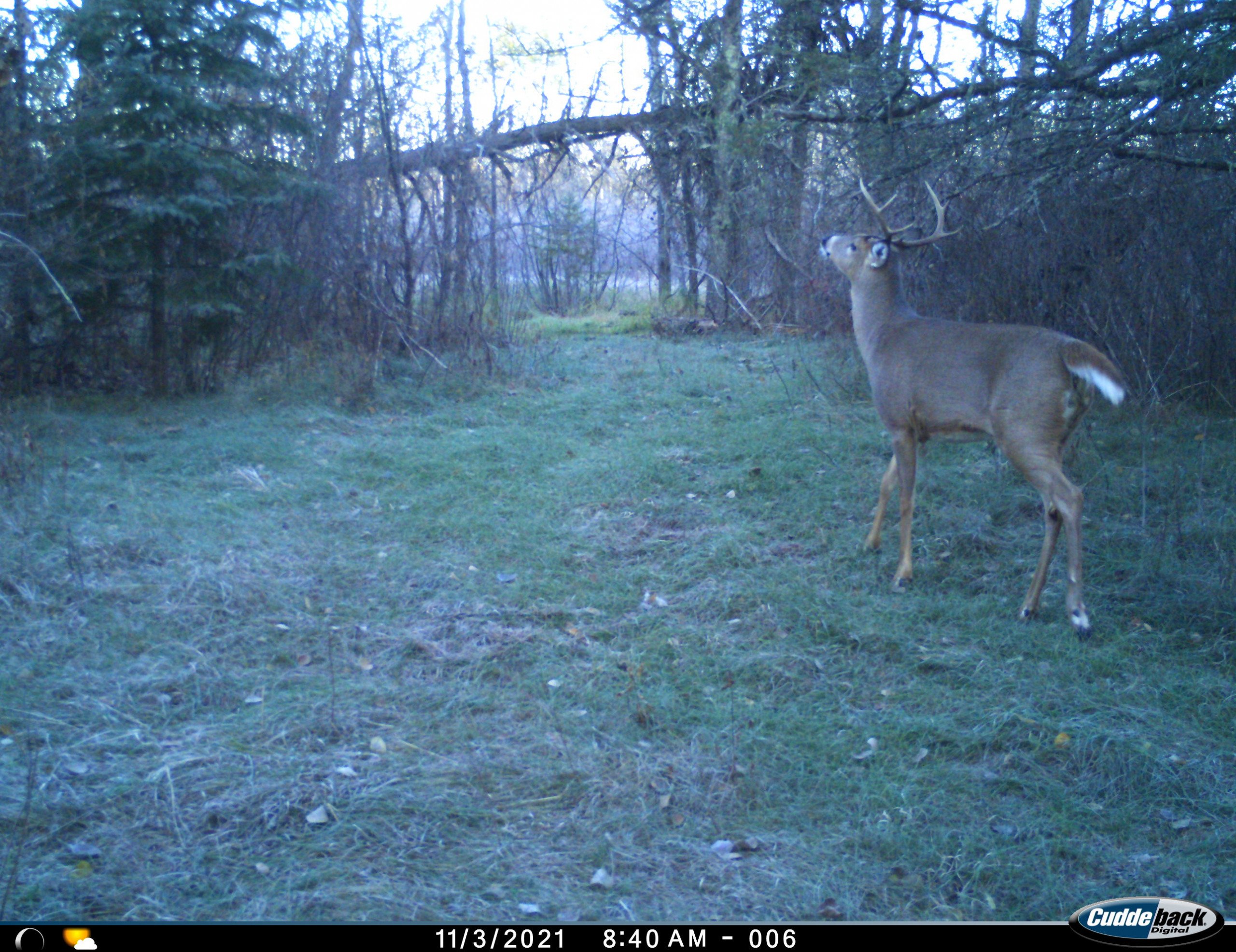 Trail Camera Buck