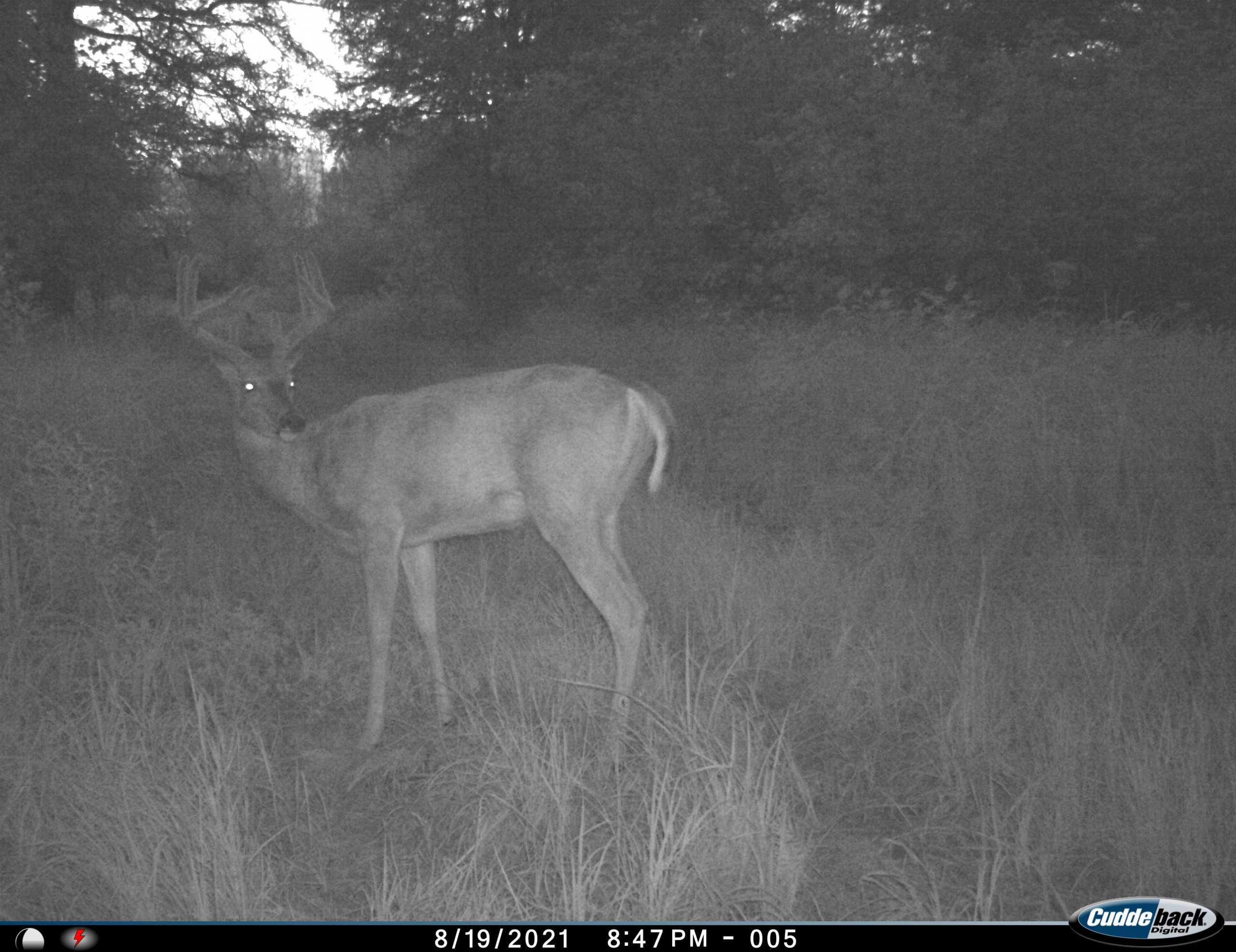 Trail Camera Buck