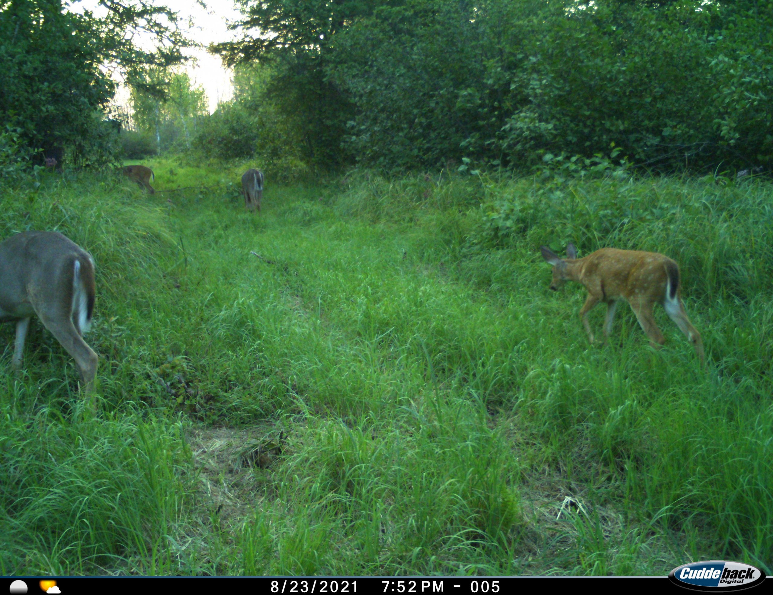 Trail Camera Multiple Deer