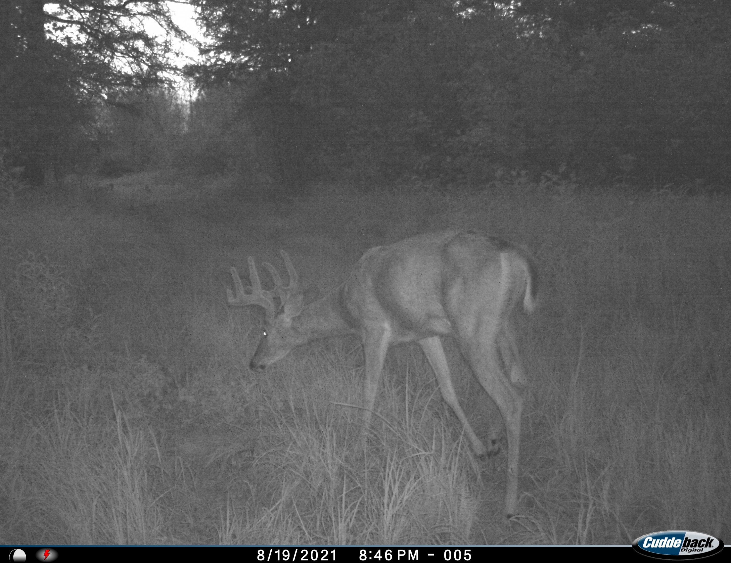 Trail Camera Buck in Velvet