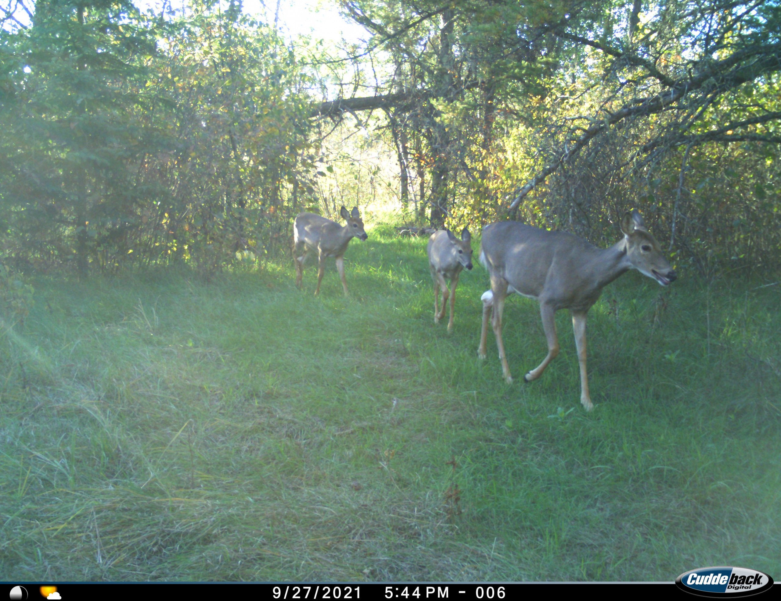 Trail Camera Does