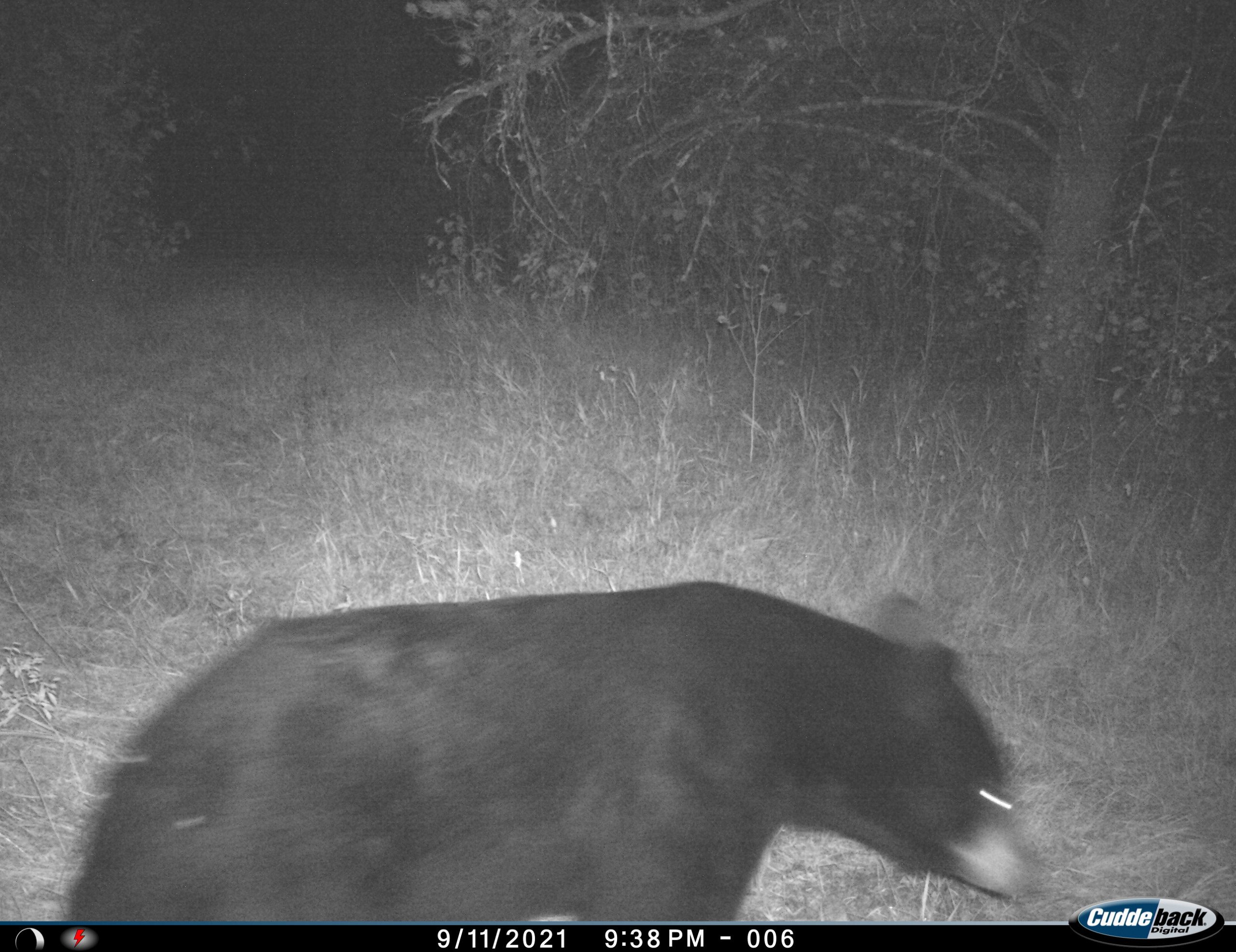 Trail Camera Black Bear