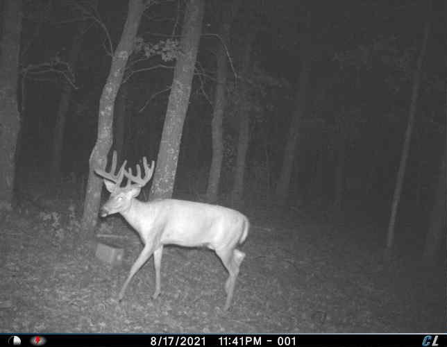 Trail Camera Buck