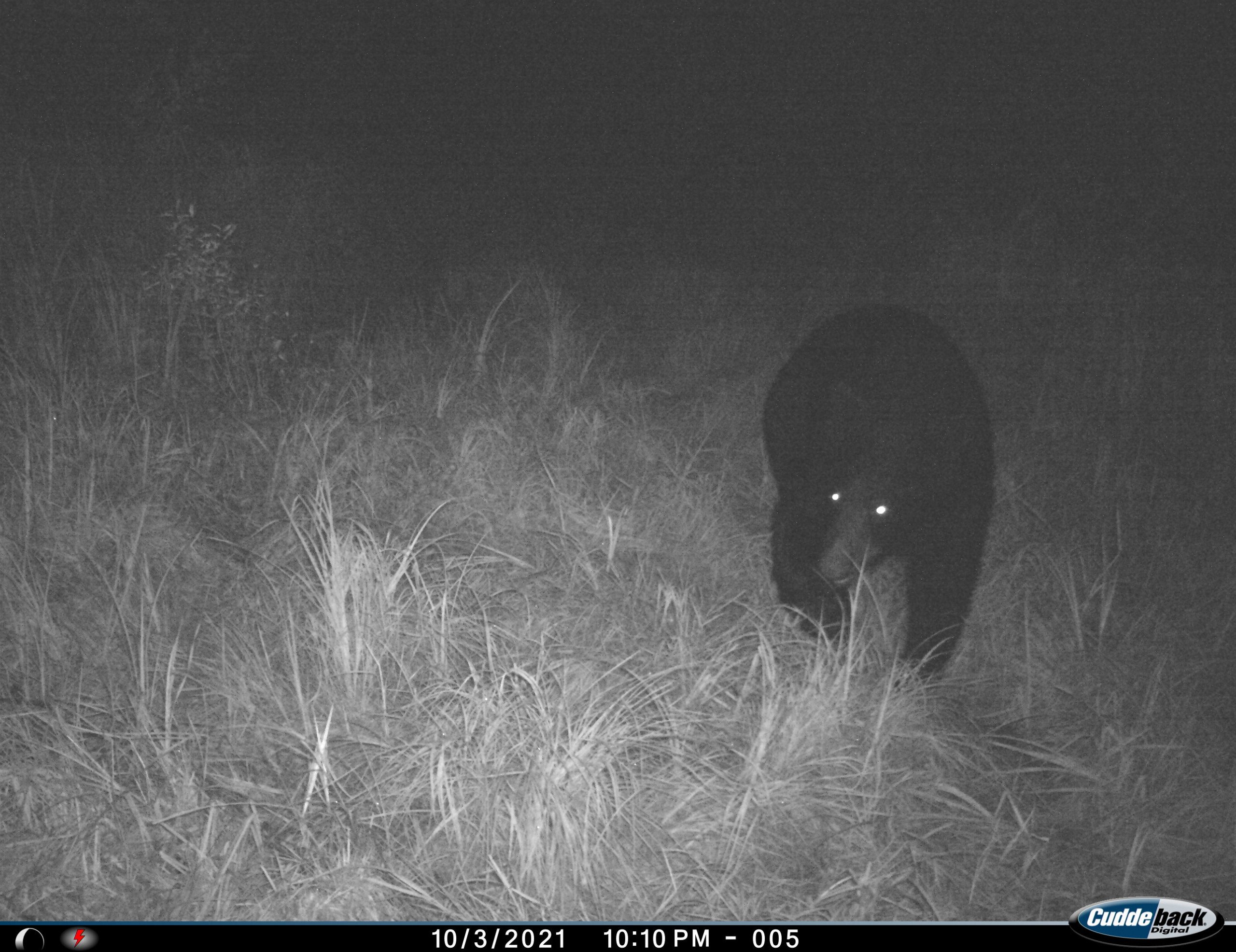 3-unsigned-199th-ave-56482-trail camera black bear-0.jpg