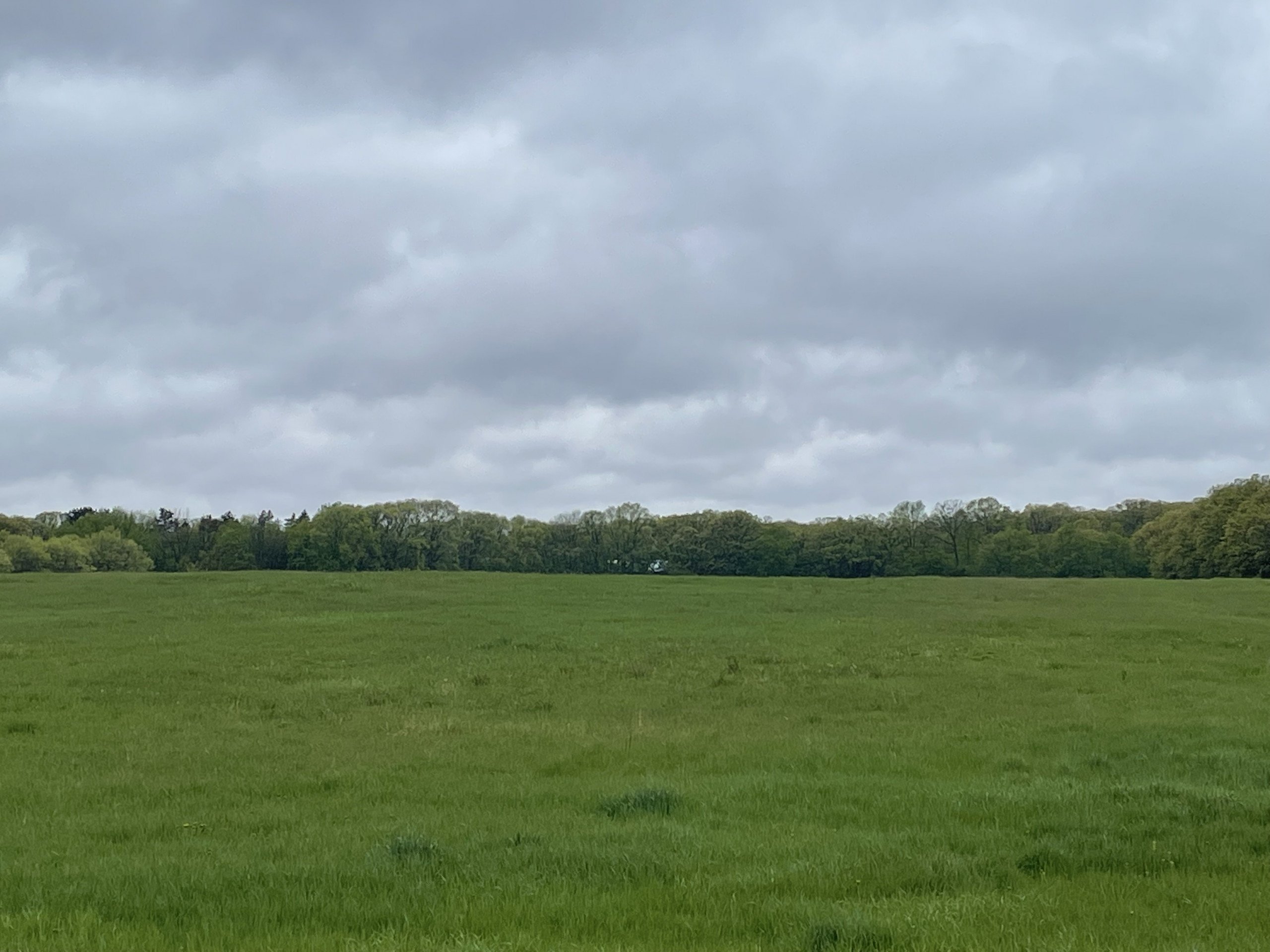 residential-auctions-land-sherburne-county-minnesota-85-acres-listing-number-16161-tract 1 main land to use-5.jpg