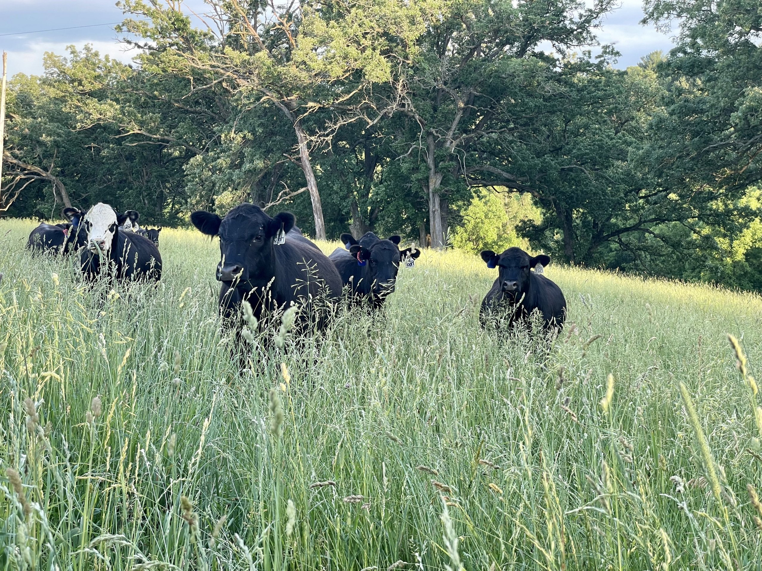 auctions-land-grant-county-wisconsin-200-acres-listing-number-16211-Photo Jun 21, 7 54 52 PM-0.jpg