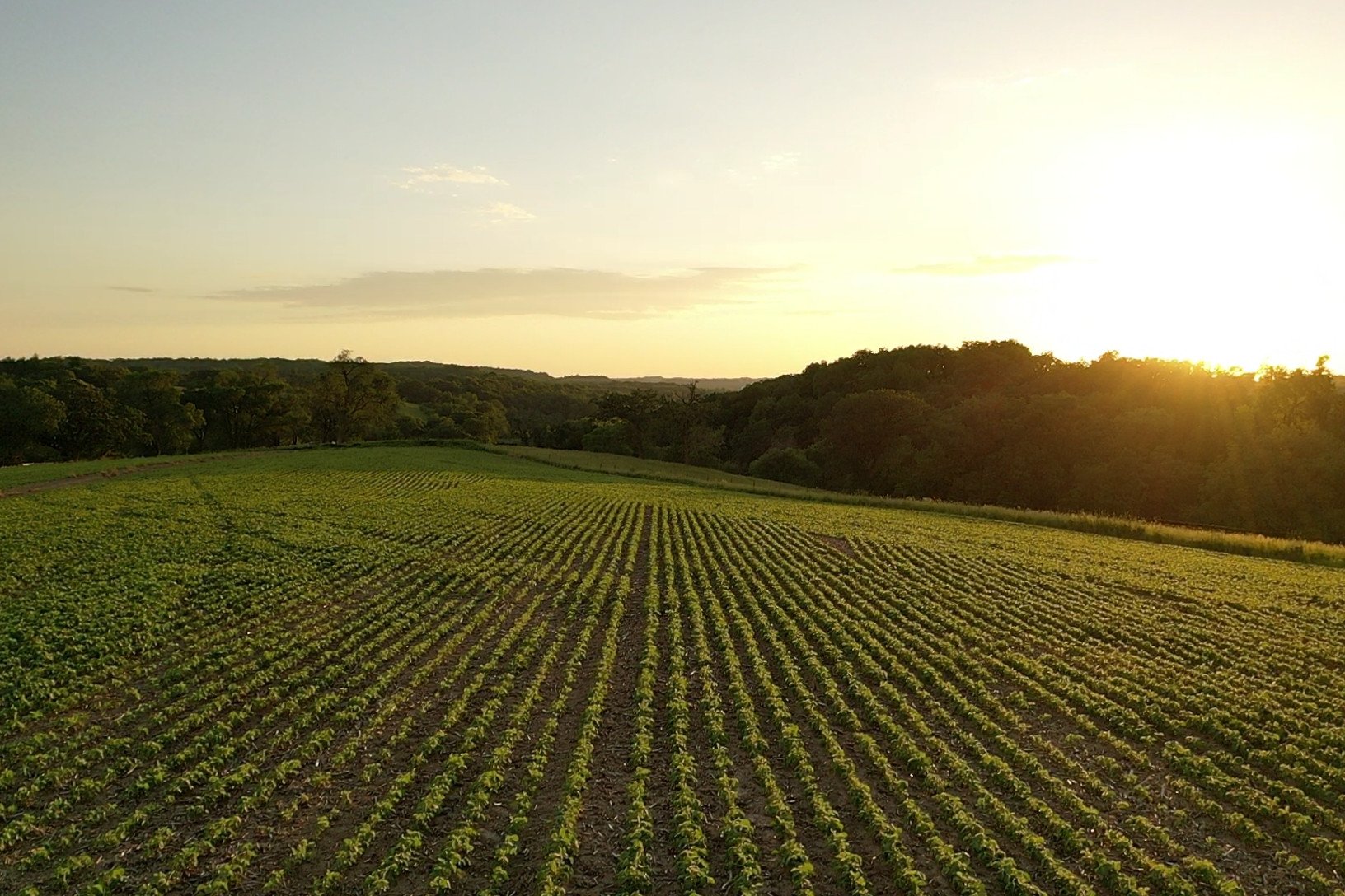 auctions-land-grant-county-wisconsin-200-acres-listing-number-16211-screen_4a58d2f2047866df_1655860736495-3.jpg