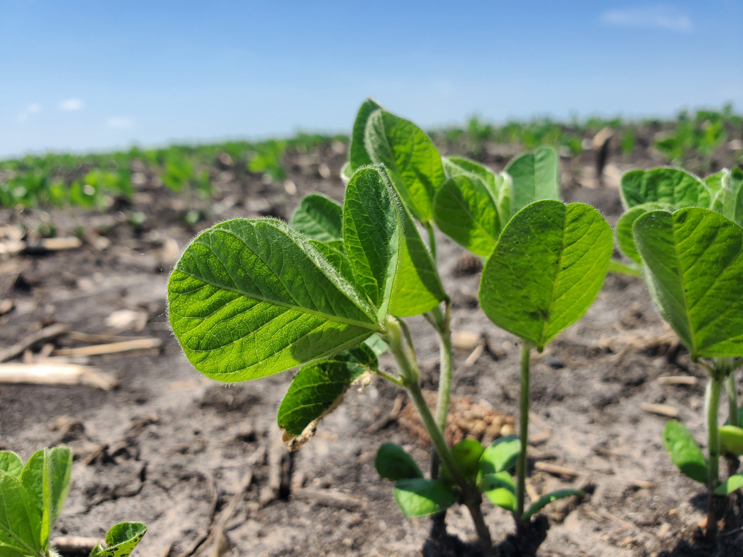 Boone County Iowa Farmland For Sale