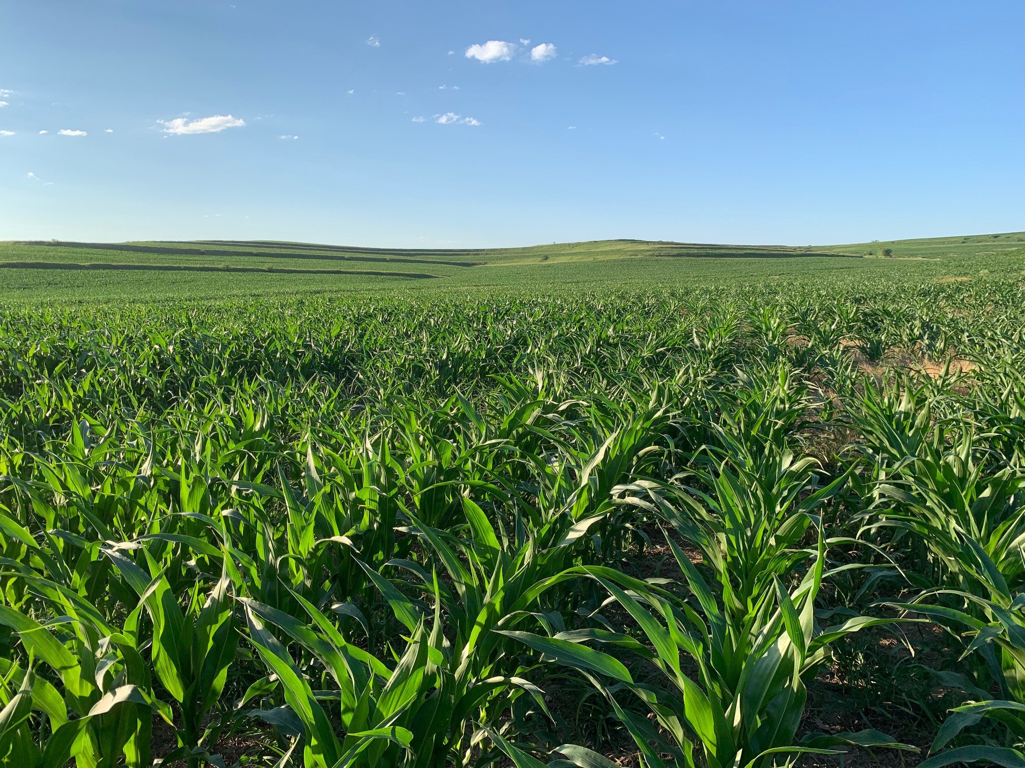 land-burt-county-nebraska-160-acres-listing-number-16274-Burt 160 - close up 6-3.jpg