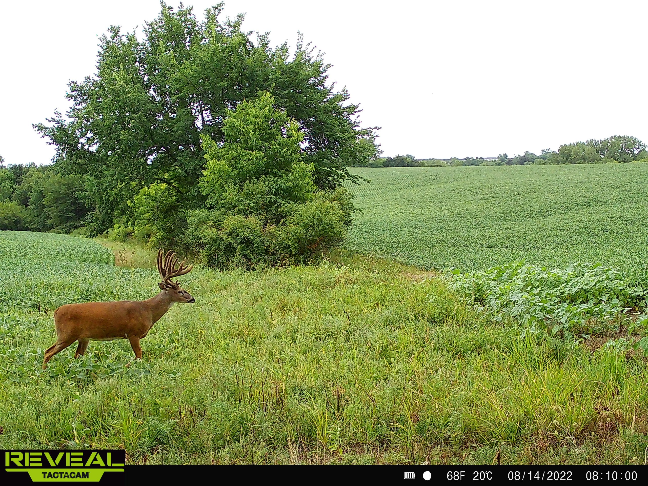 land-decatur-county-iowa-148-acres-listing-number-16340-SYFW0399-6.jpg