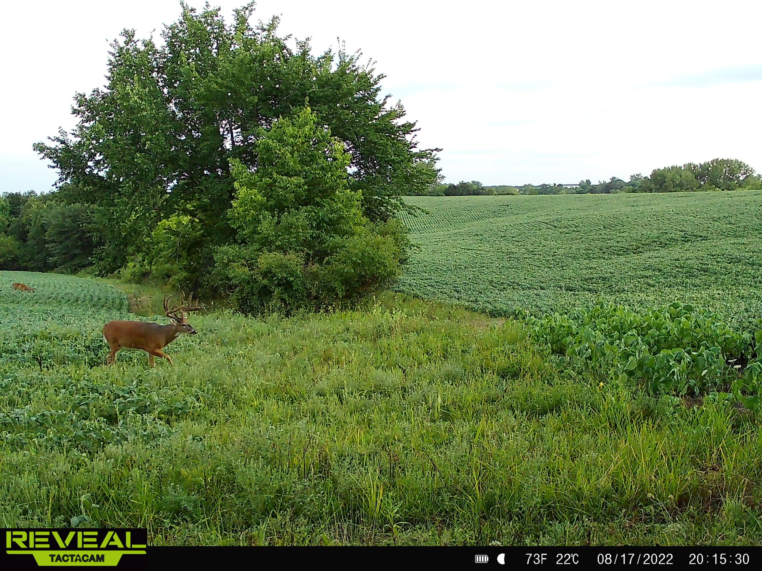 land-decatur-county-iowa-148-acres-listing-number-16340-SYFW0533-7.jpg