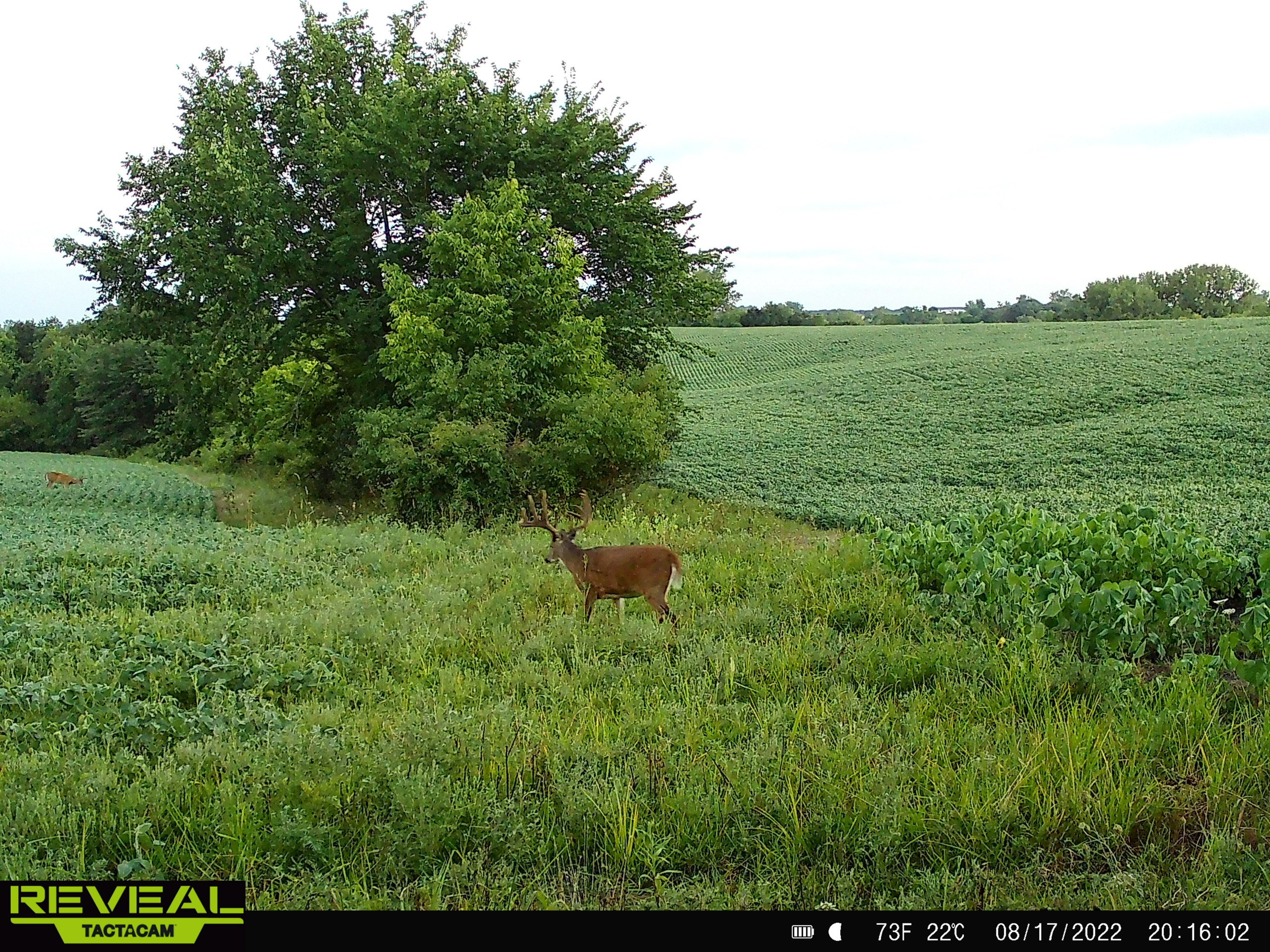 land-decatur-county-iowa-148-acres-listing-number-16340-SYFW0536-8.jpg