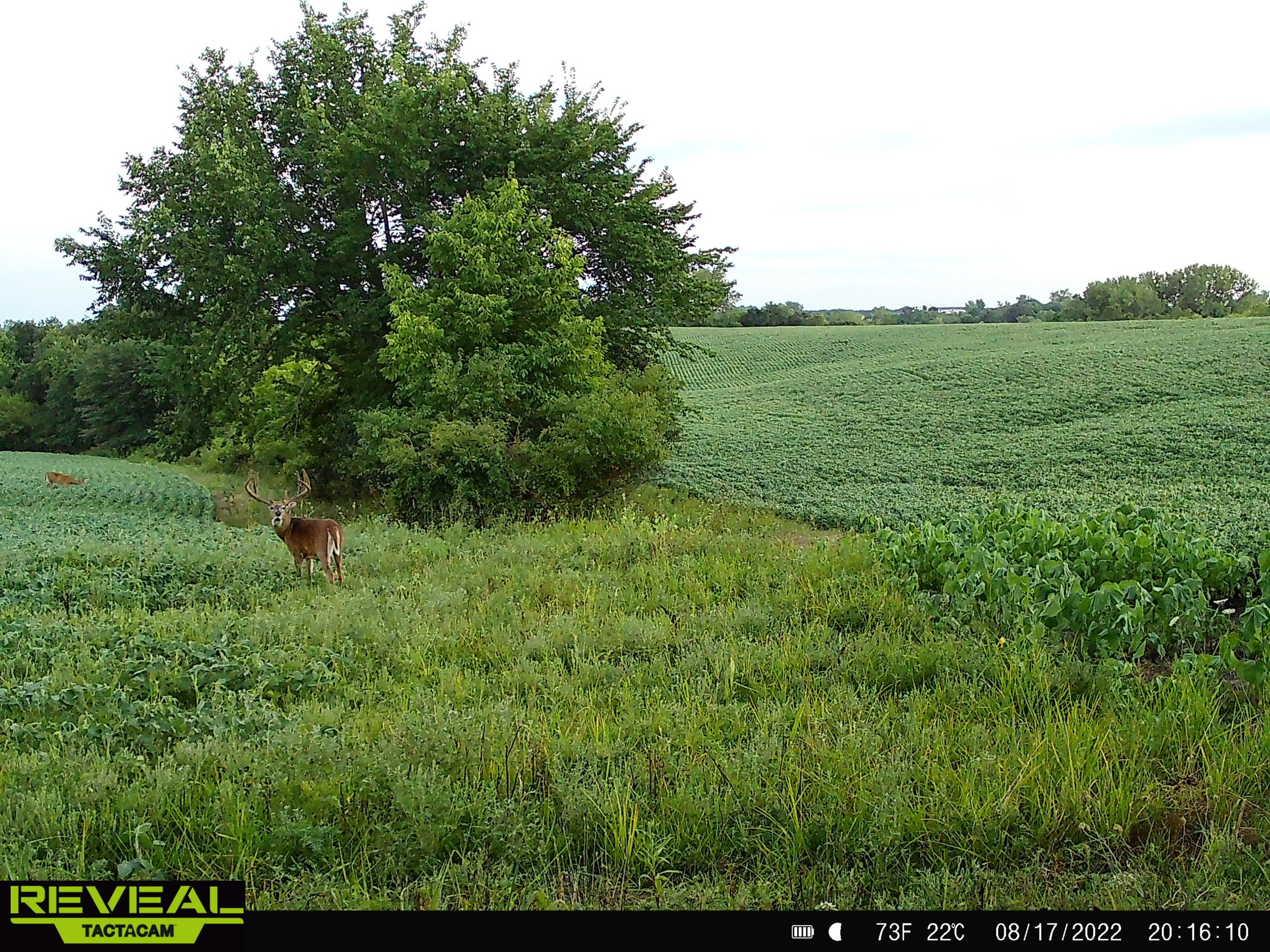 land-decatur-county-iowa-148-acres-listing-number-16340-SYFW0537-9.jpg