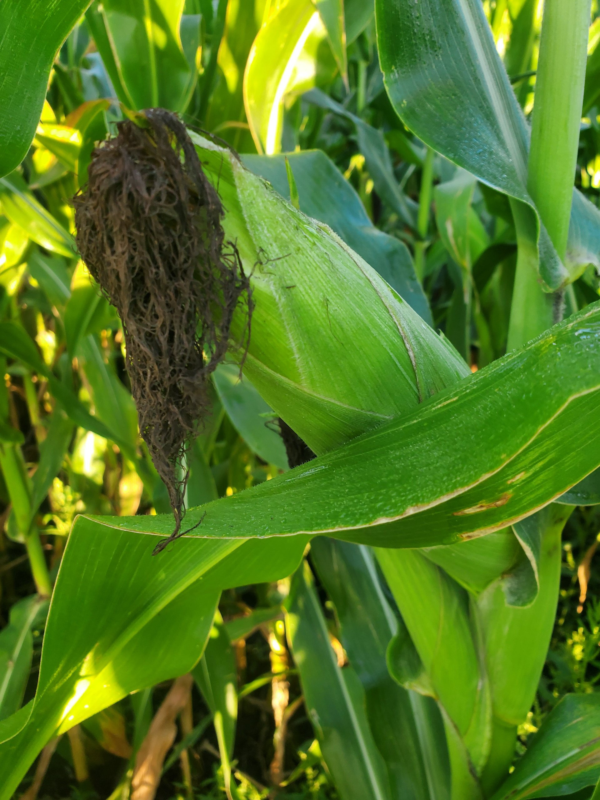 Polk County Iowa Farmland For Sale