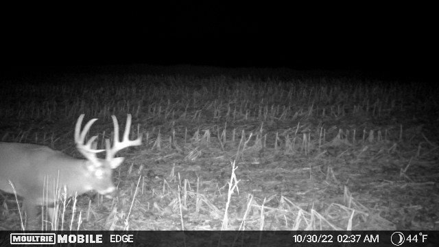Marion County, Iowa Whitetail Buck