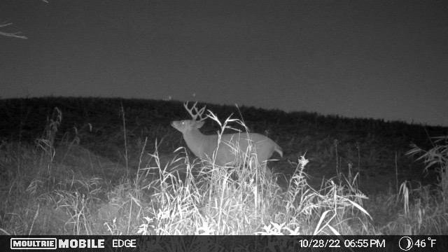 Marion County, Iowa Whitetail Buck