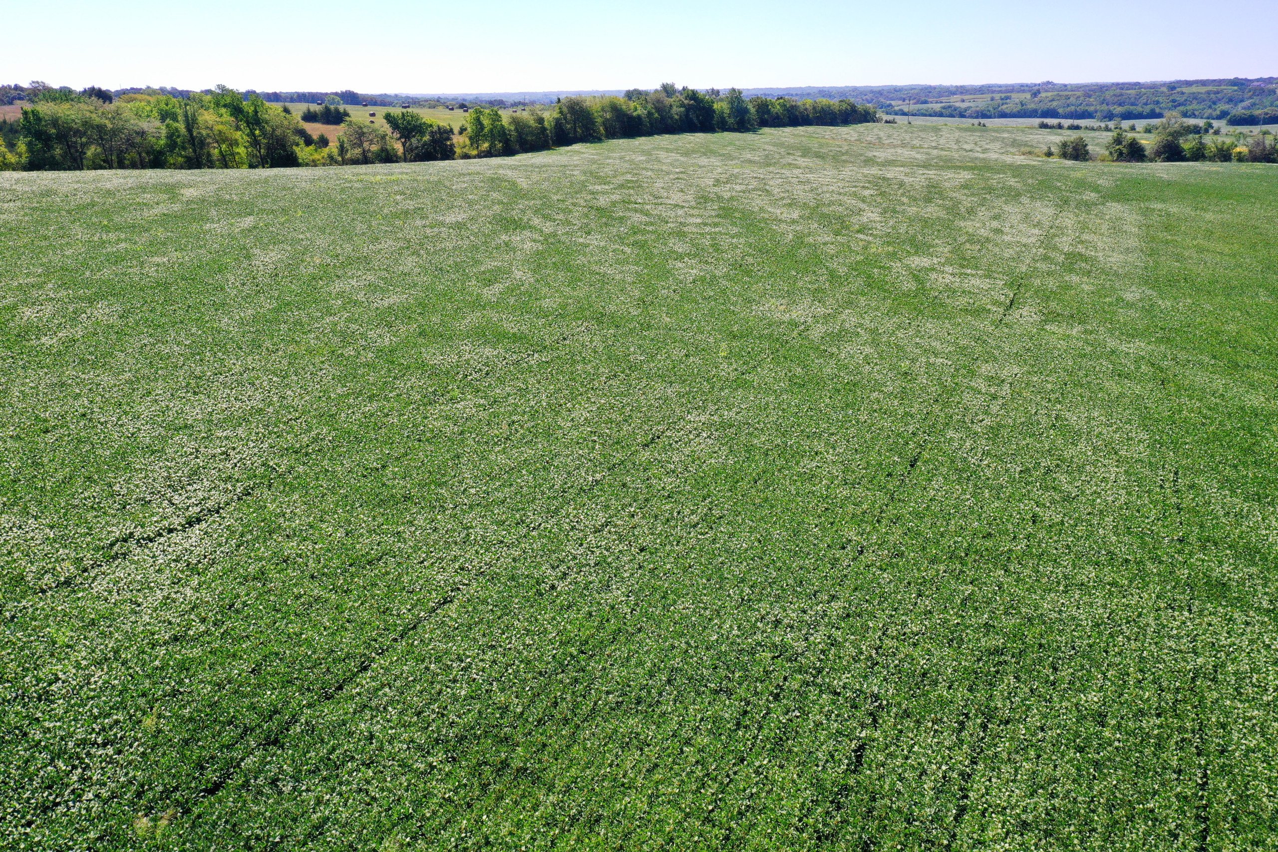 land-decatur-county-iowa-80-acres-listing-number-16420-DJI_0434 (1)-5.jpg