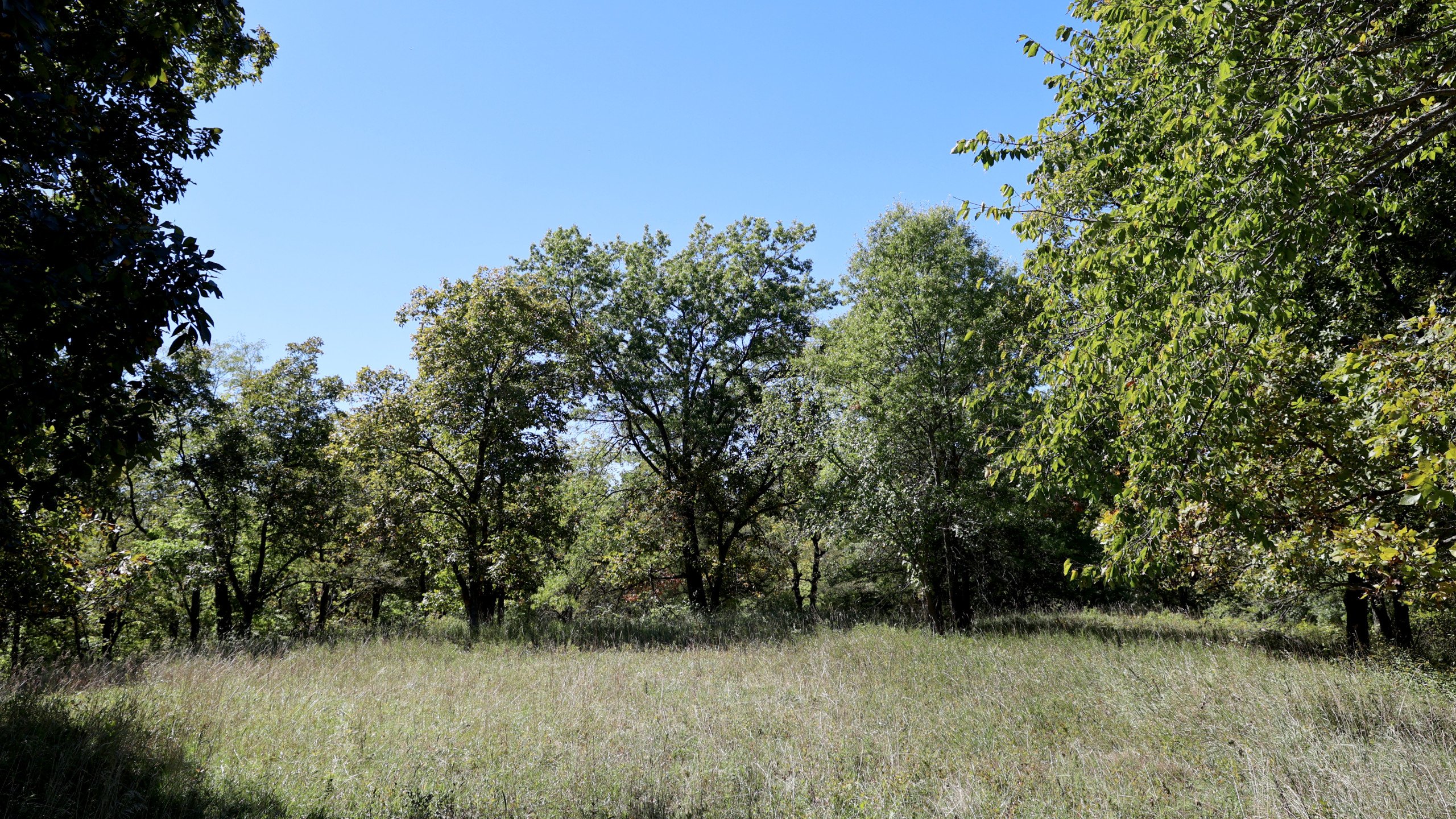 land-lucas-county-iowa-20-acres-listing-number-16455-3D8A0617-2.jpg