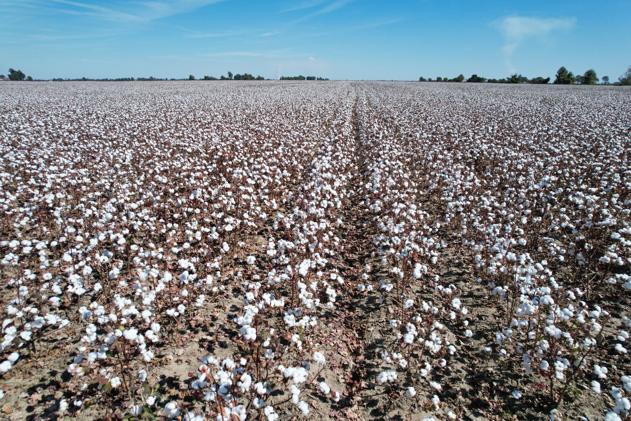 Cotton in Full Bloom