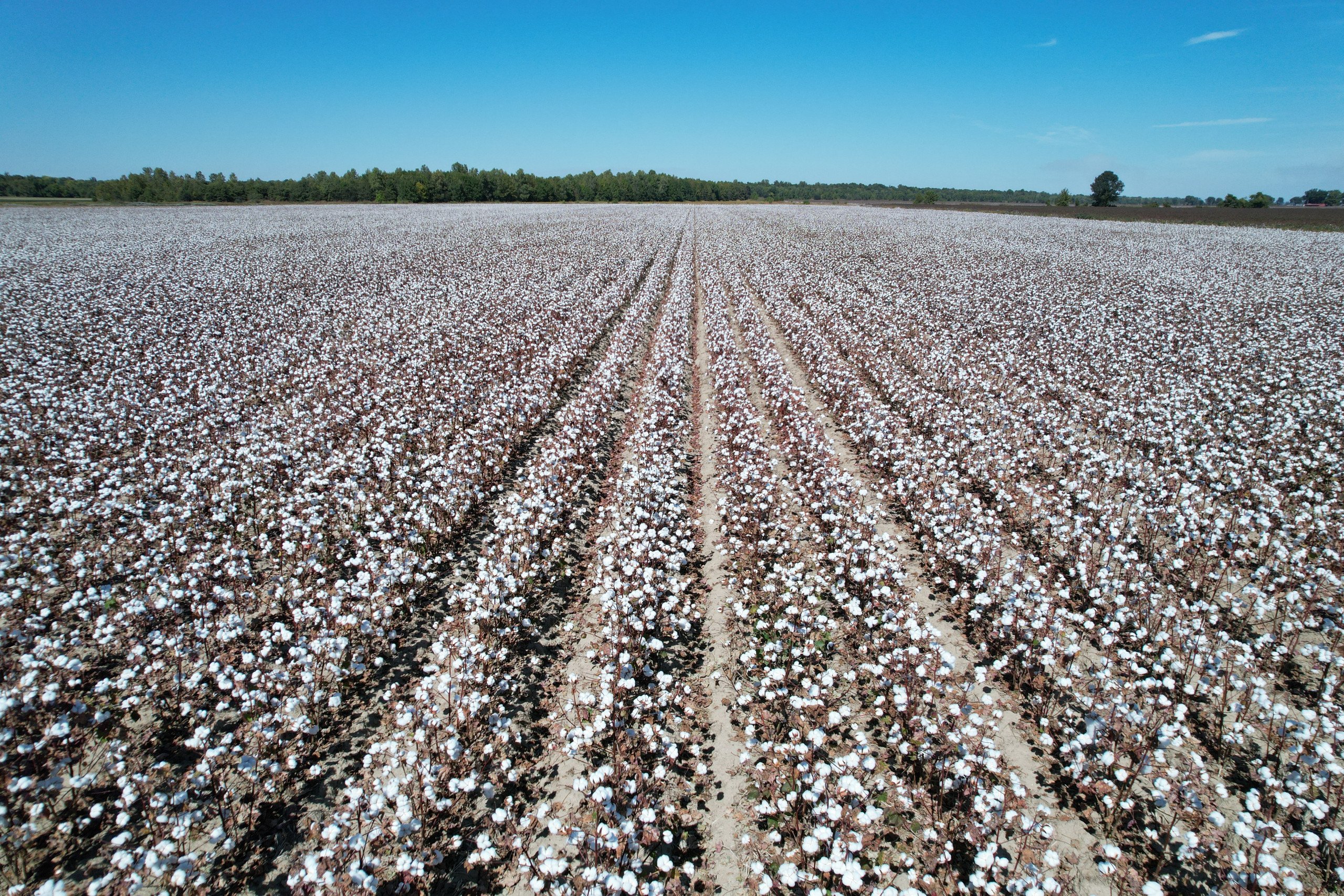 Rows of Cotton
