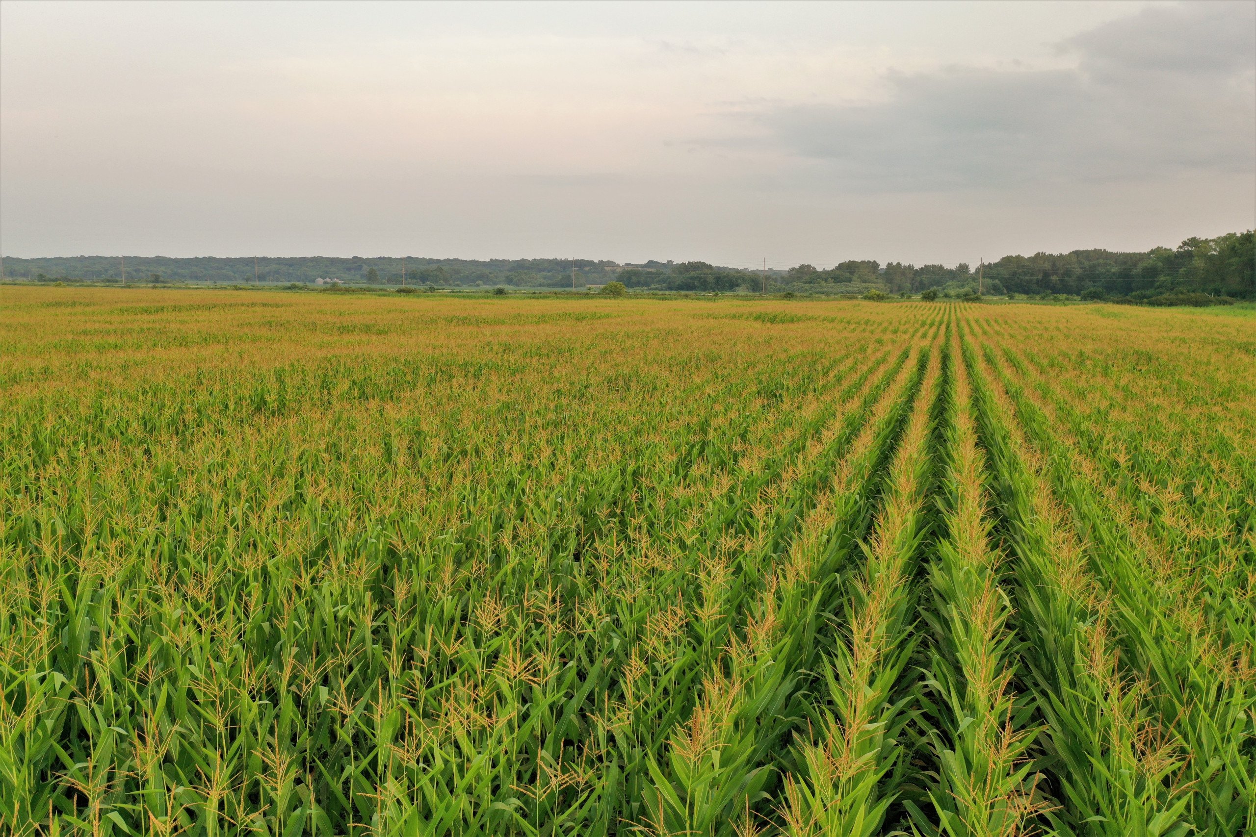 land-madison-county-iowa-80-acres-listing-number-16529-Ground 1-1.jpg