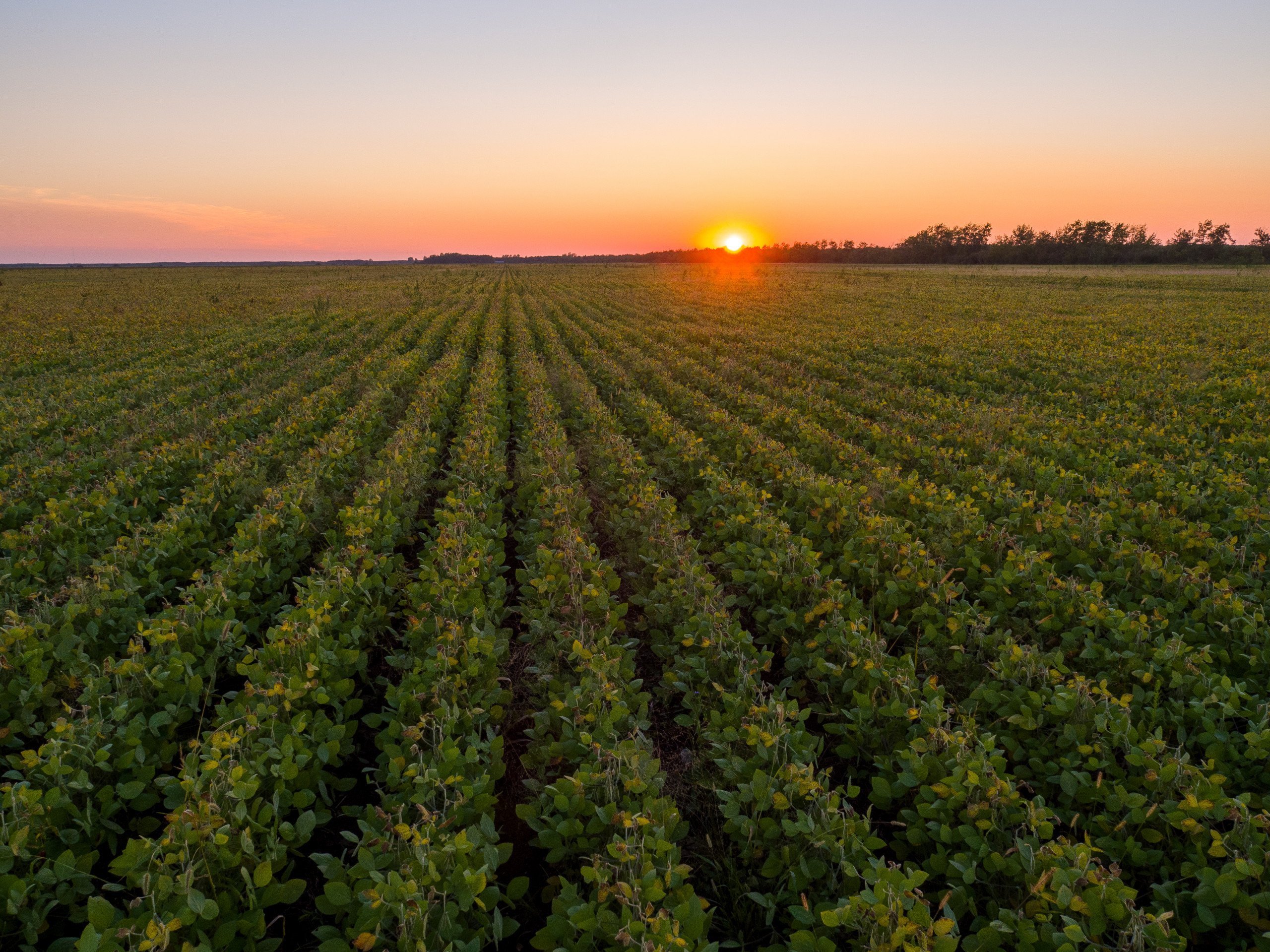 land-marshall-county-minnesota-0-acres-listing-number-16545-16087-photo-land-minnesota-580-acres-listing-number-16087-dji-0034-0jpg-0.jpg