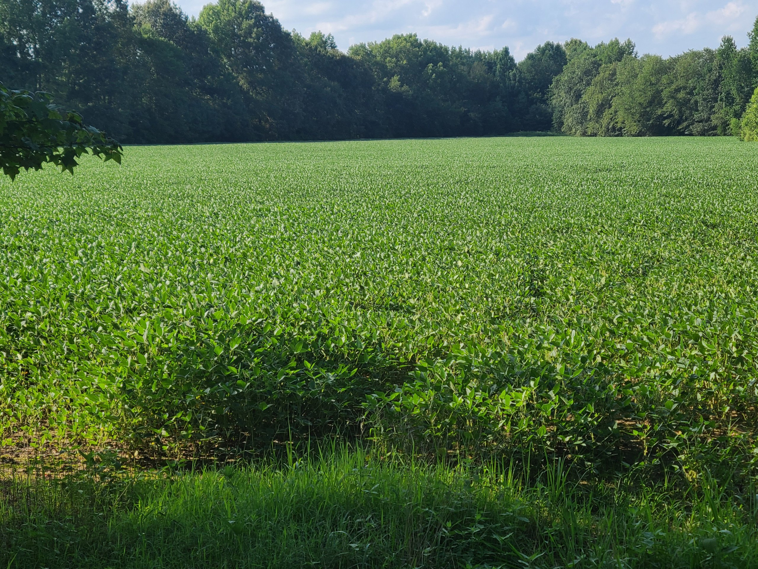 Spring Bean Crop