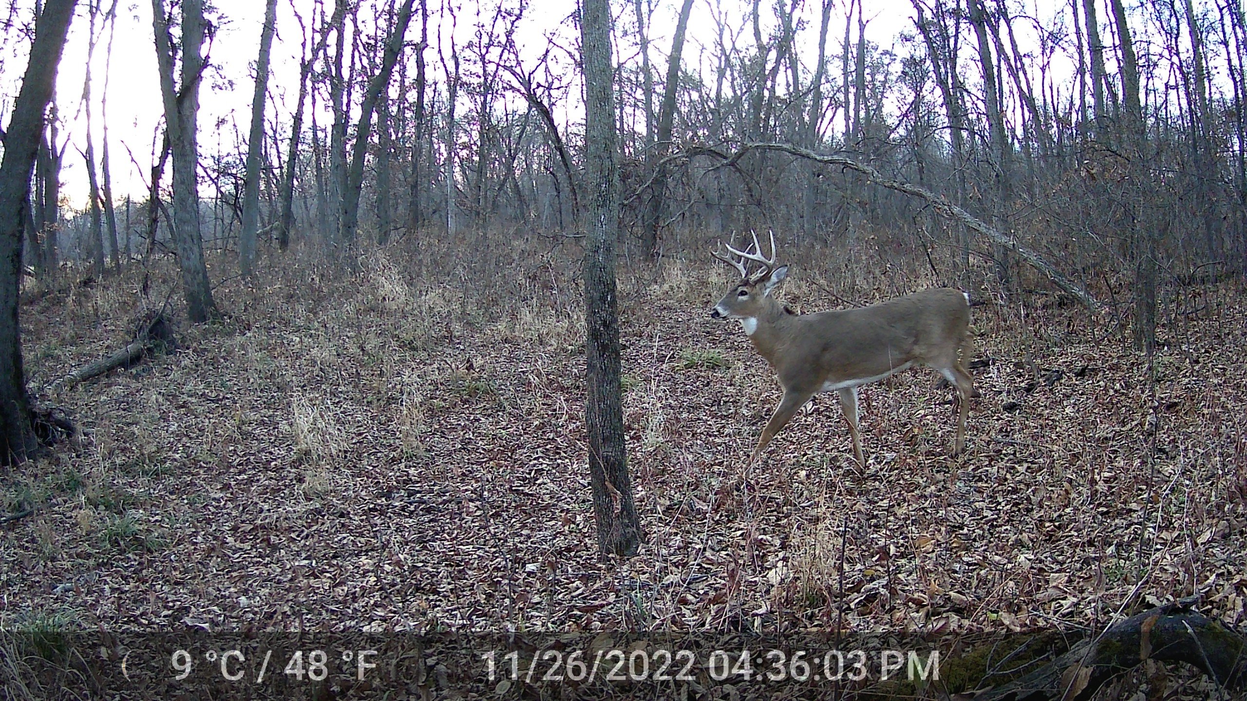 land-bremer-county-iowa-125-acres-listing-number-16673-DSCF0134-1.jpg