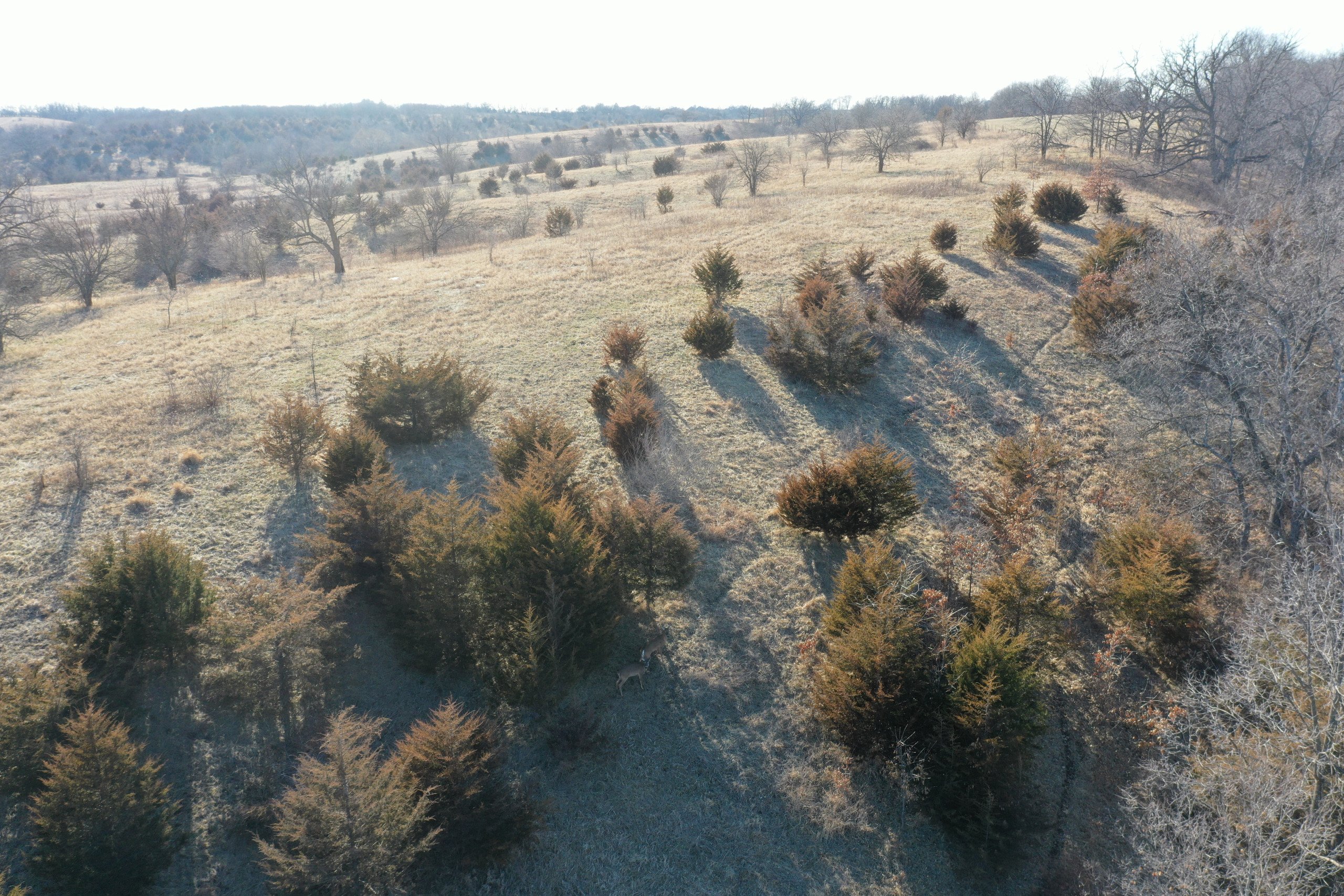 land-lucas-county-iowa-80-acres-listing-number-16740-DJI_0131-3.jpg