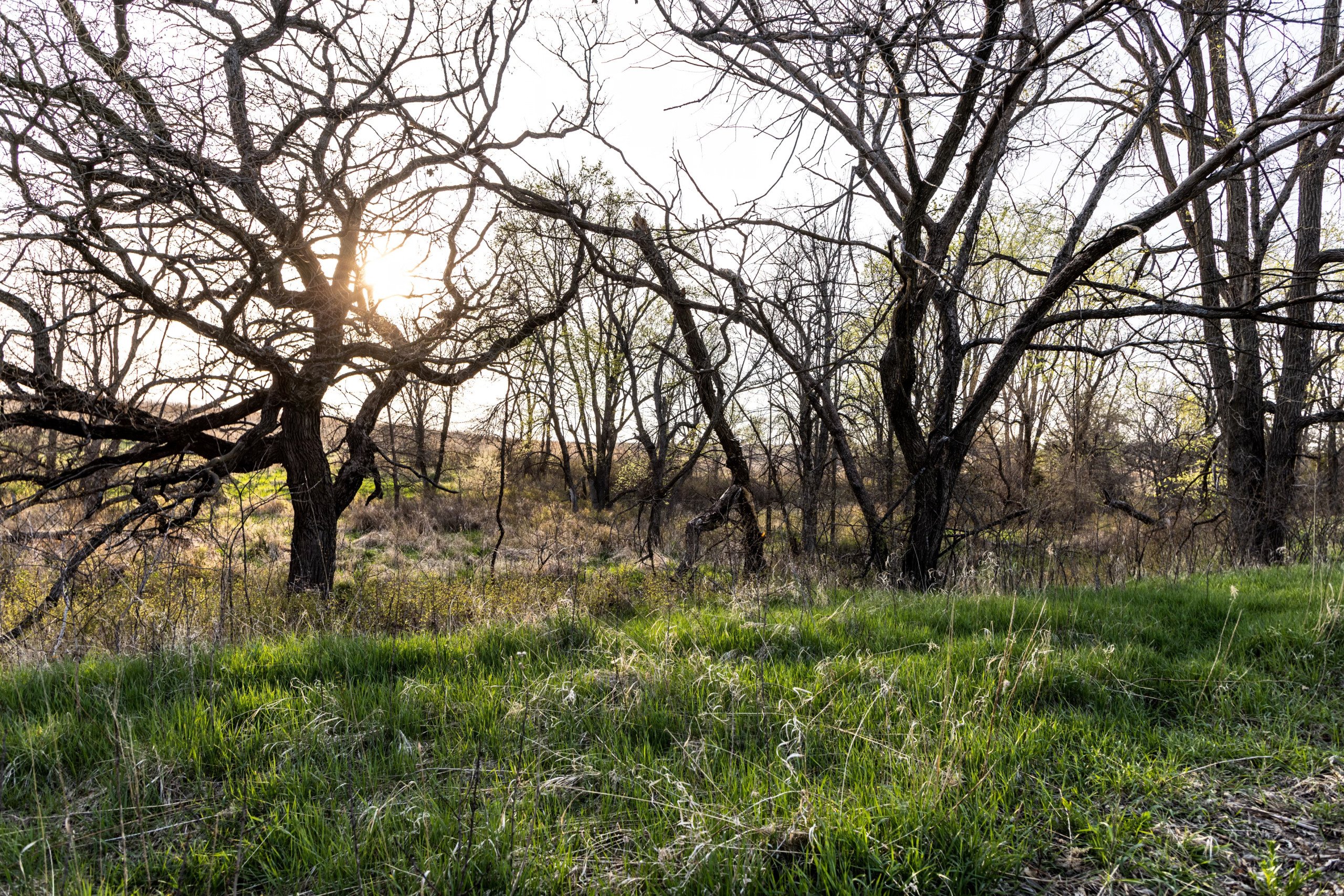 Adams County, Iowa Farmland For Sale